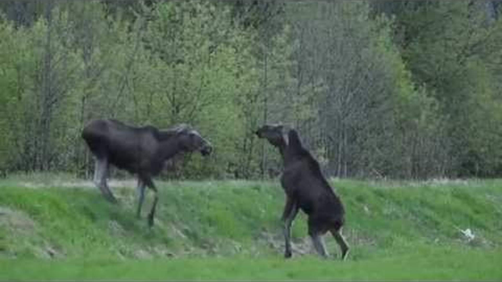 Moose argue