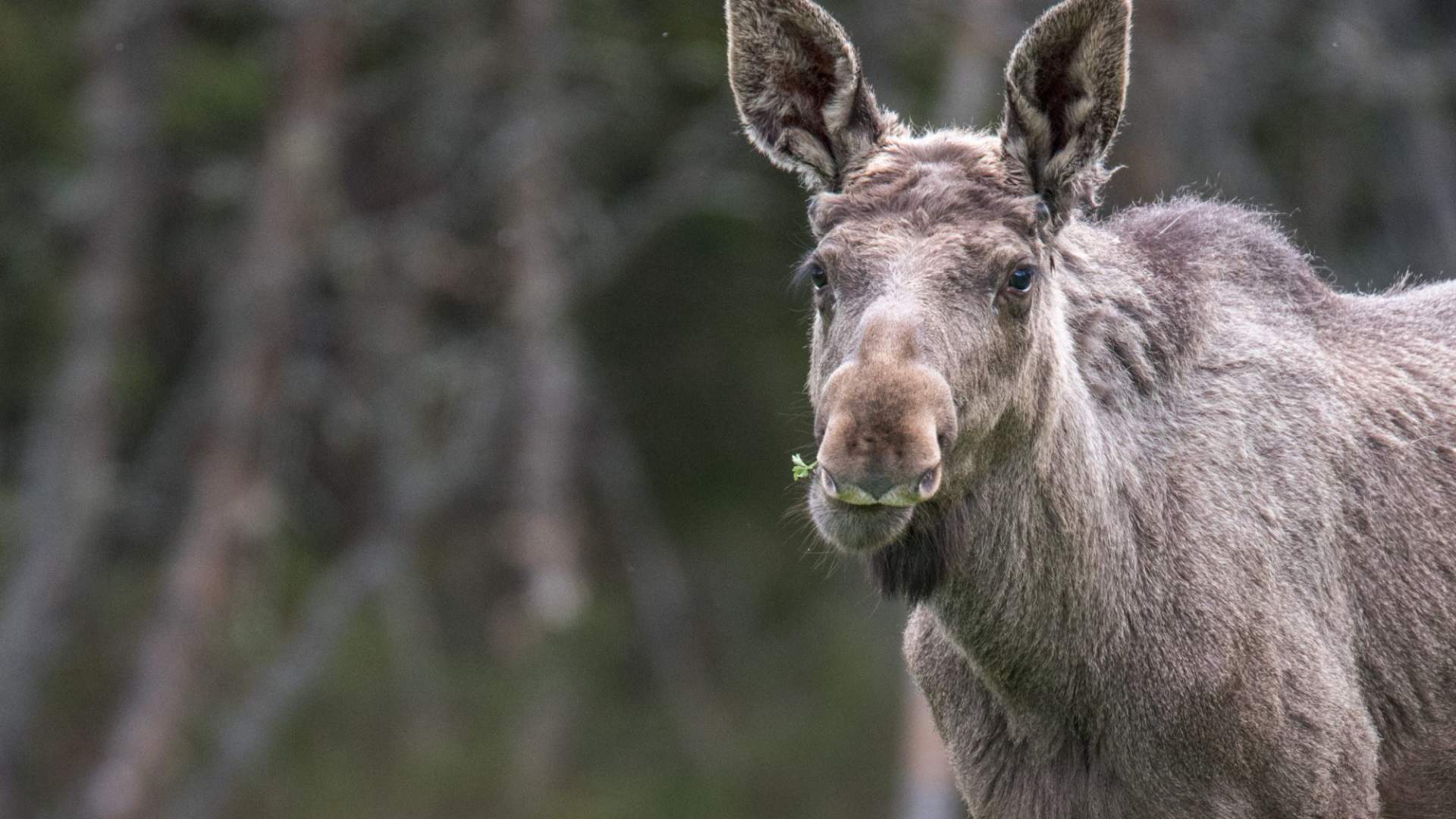 Moose yearling male