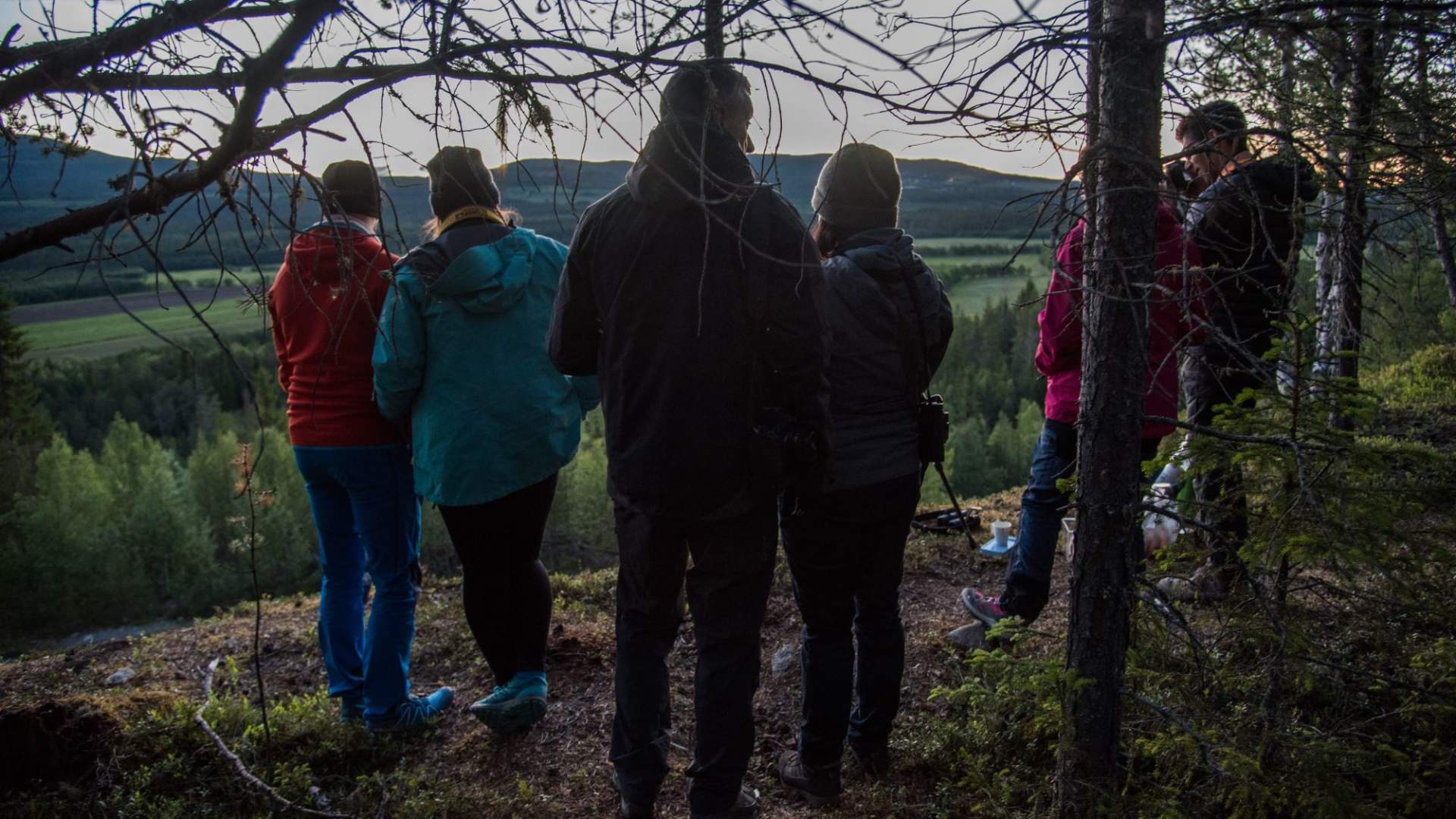 Elgsafari: Møt skogens konge!