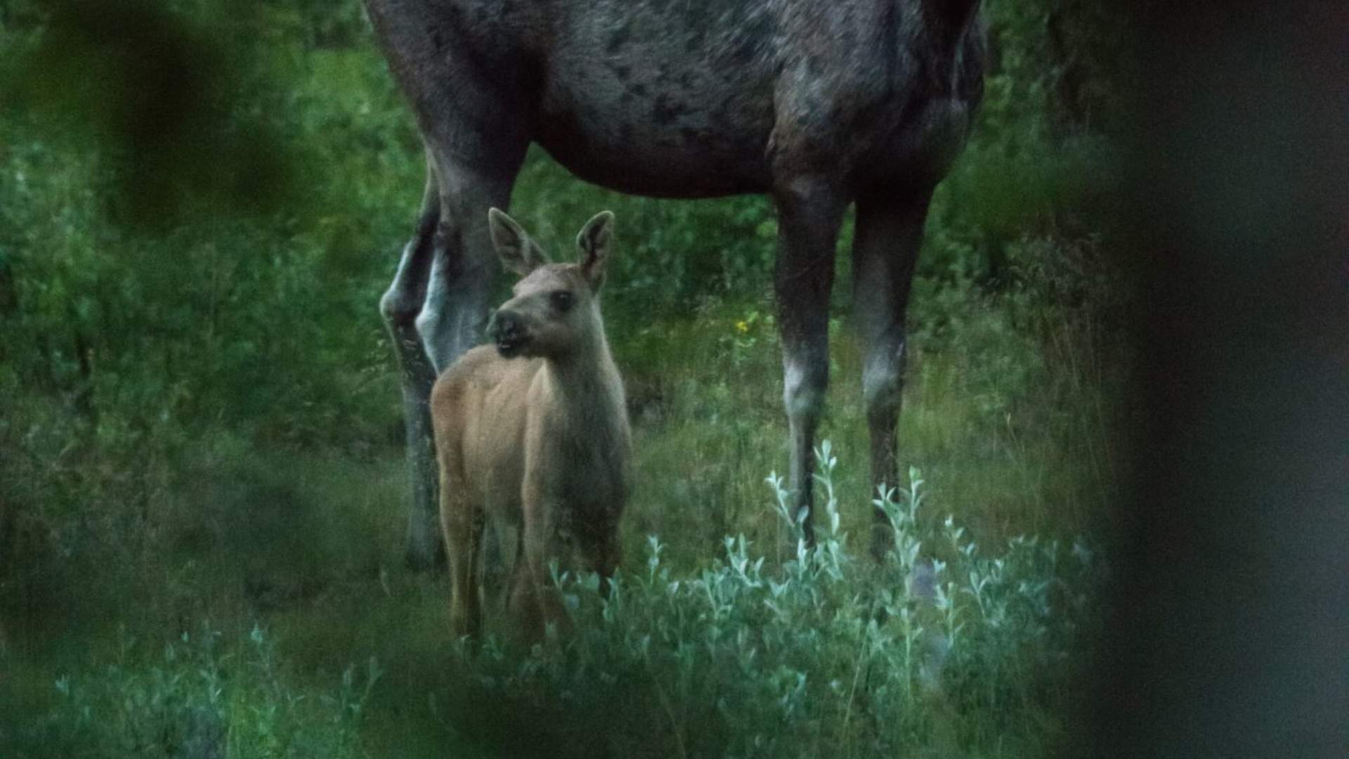 Elgsafari: Møt skogens konge!