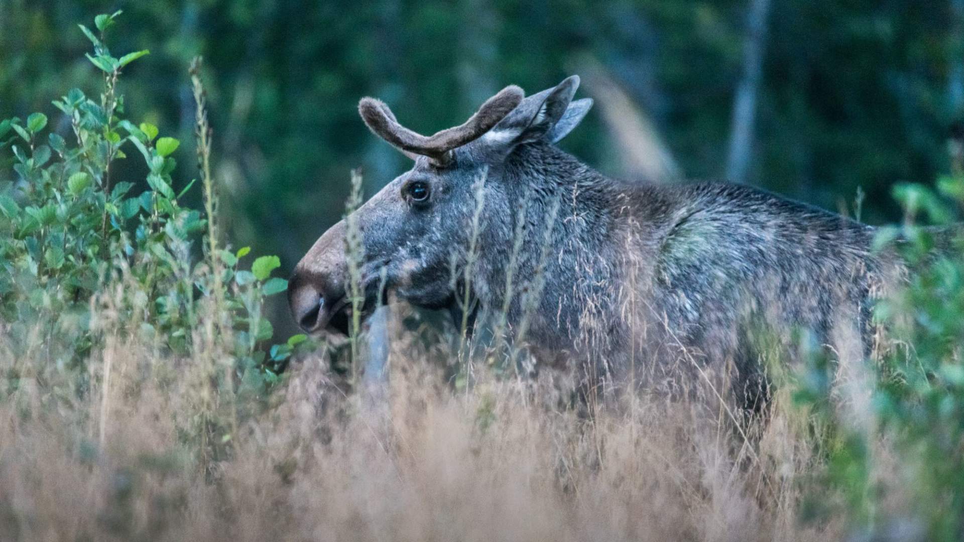 Elgsafari: Møt skogens konge!