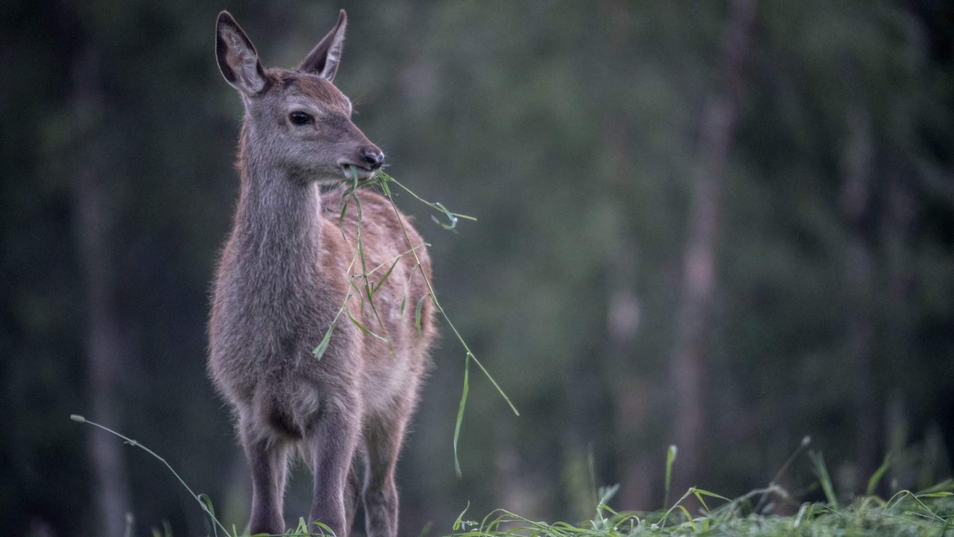 Elgsafari: Møt skogens konge!