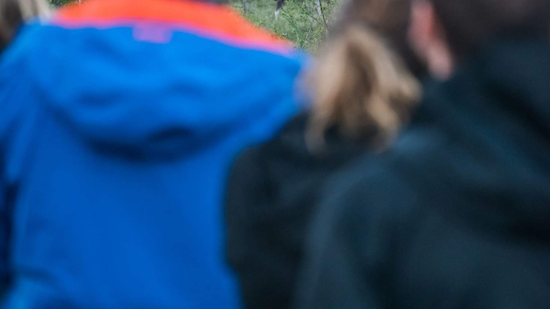 Elgsafari: Møt skogens konge!