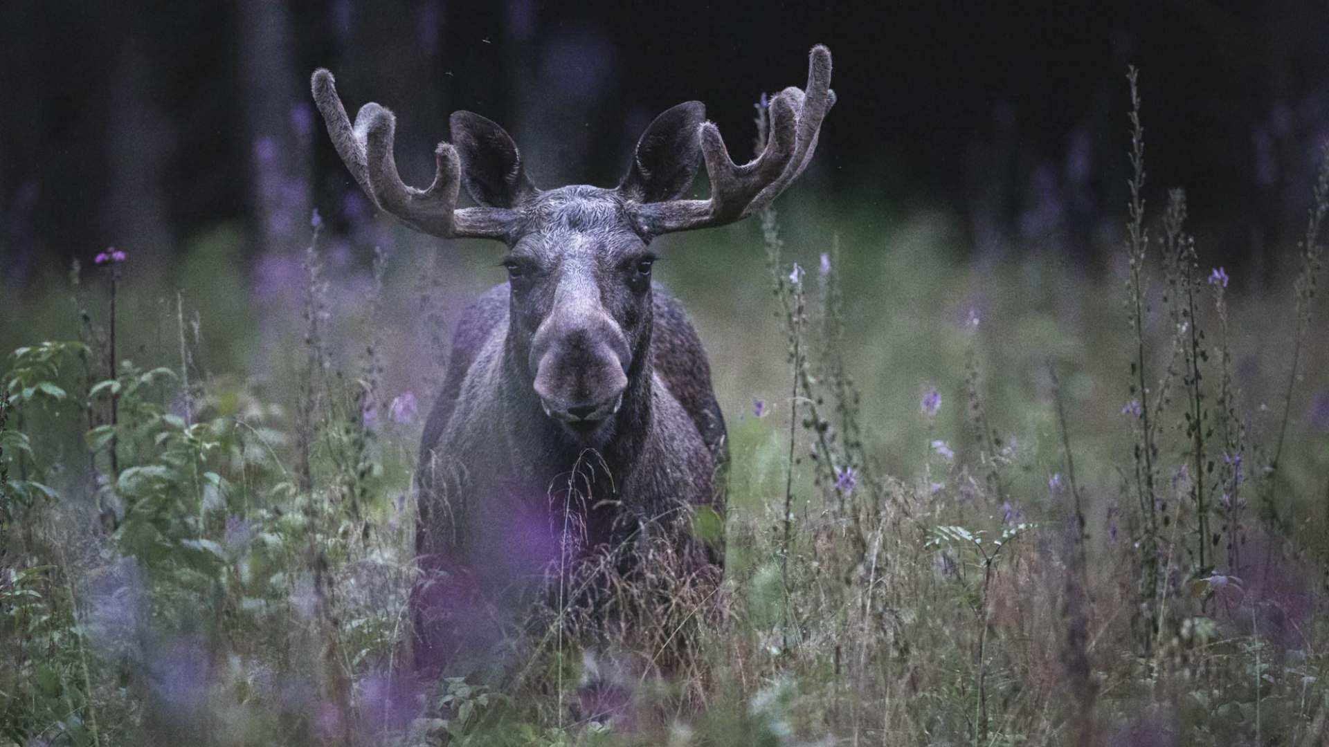 Elgsafari: Møt skogens konge!