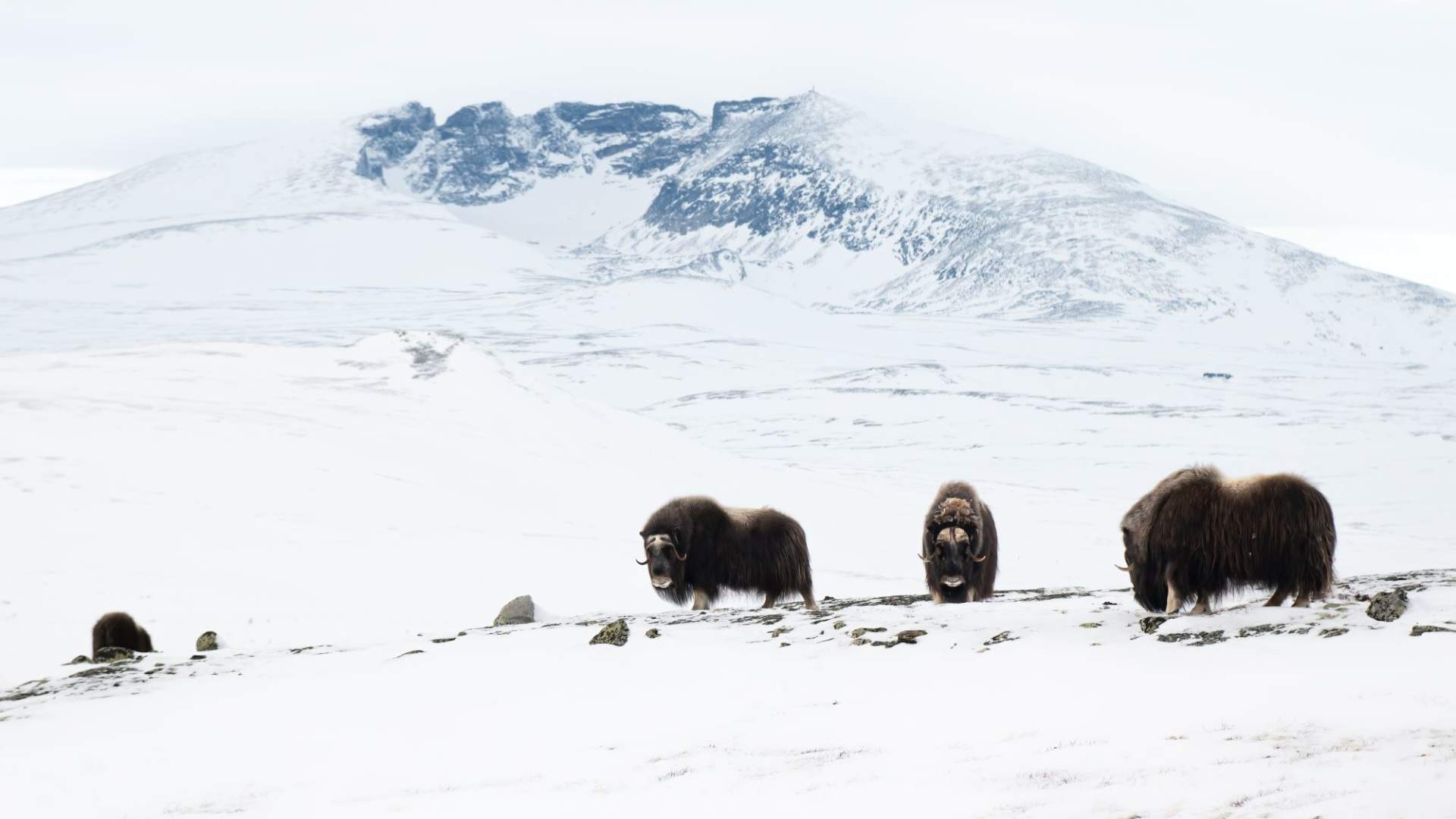 Moskussafari med personlig guide