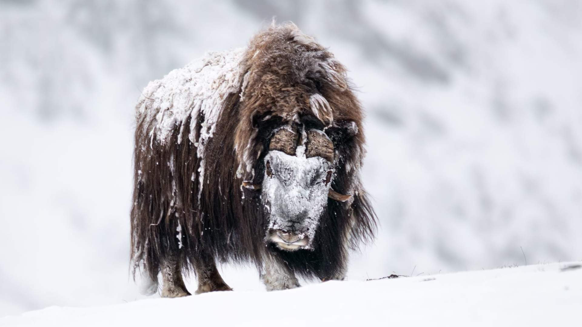 Moskussafari med personlig guide