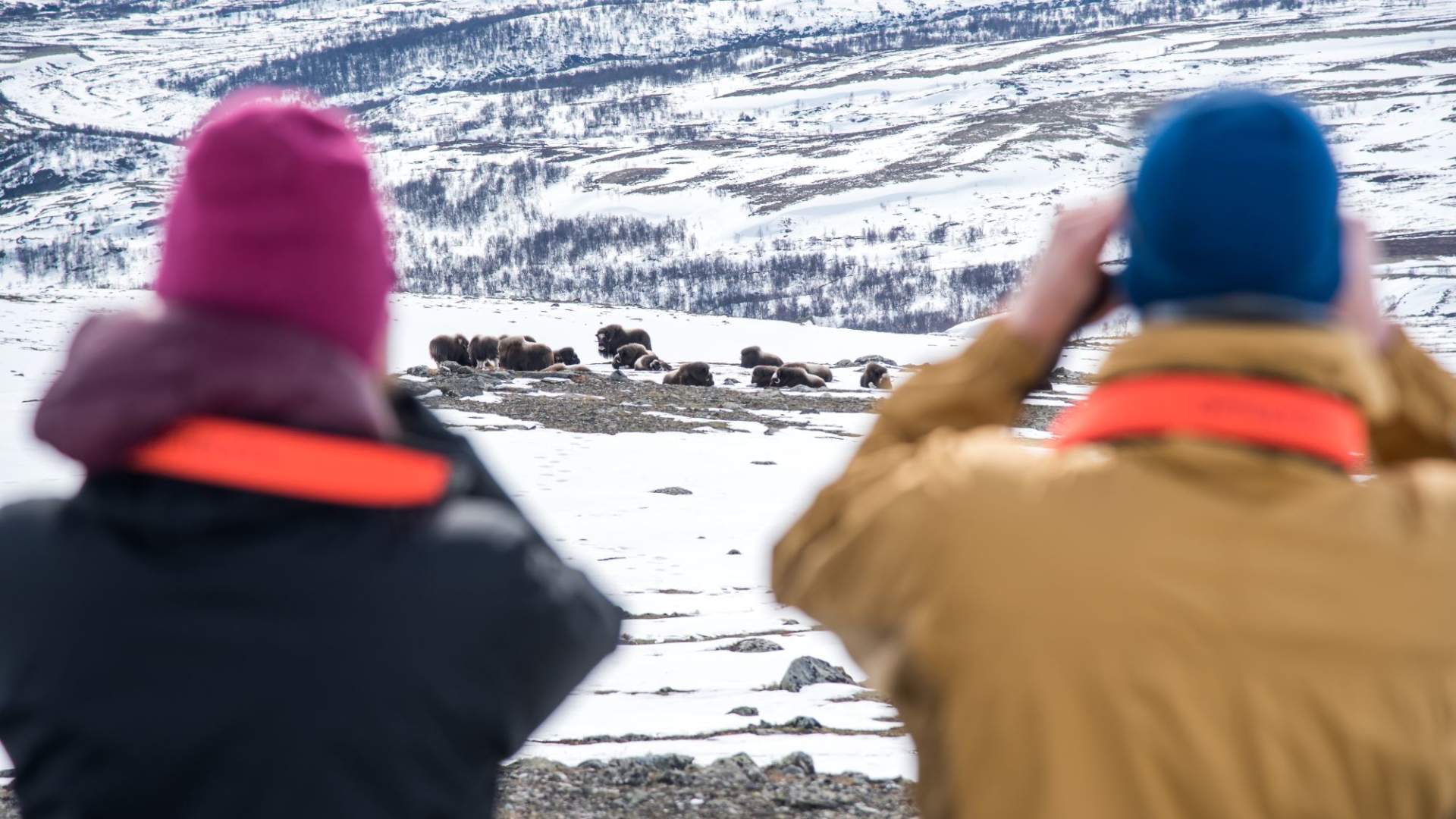 Moskussafari med personlig guide