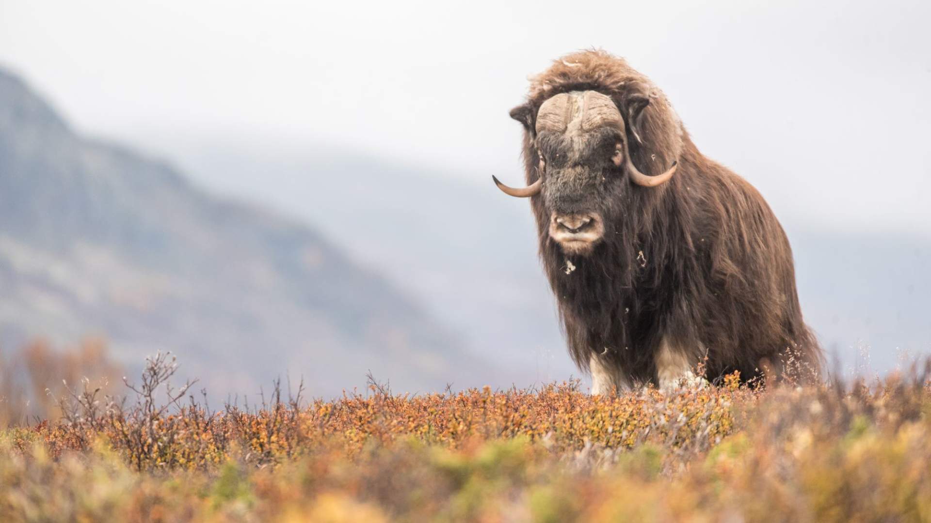 Moskussafari med personlig guide