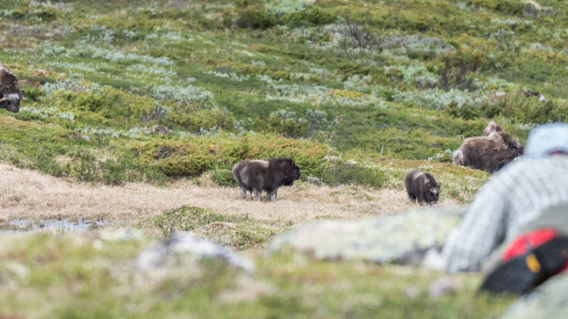 Moskussafari med personlig guide