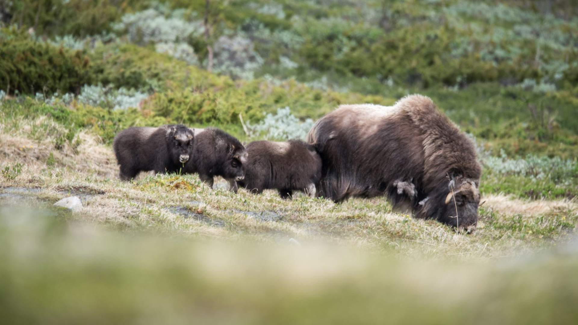 Moskussafari med personlig guide
