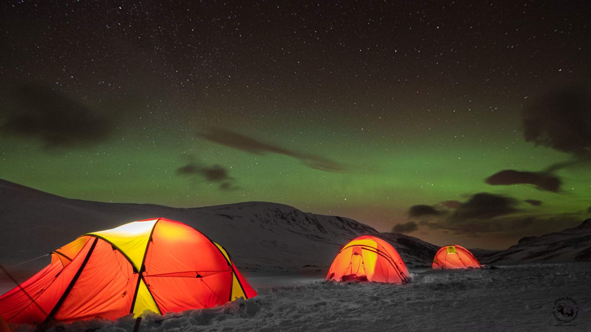Musk Ox Safari Personal Tour, 2 days