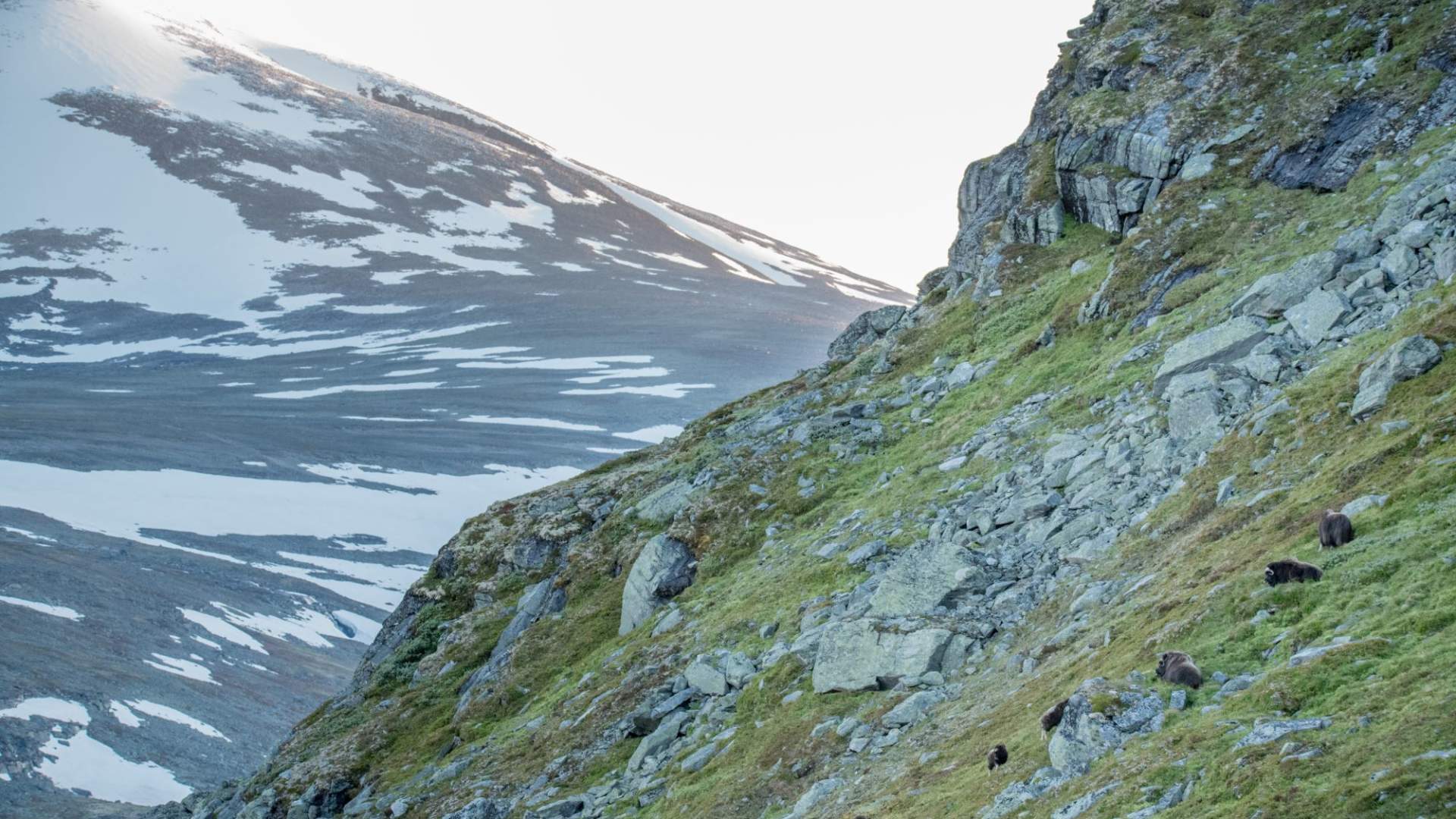 It's easy to tell that the musk-ox is related to the sheeps and the goats!