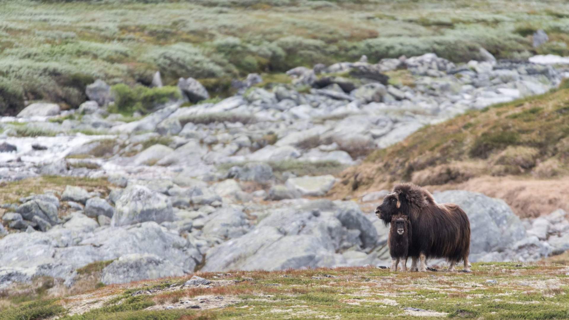 Musk Ox Safari Personal Tour, 2 days