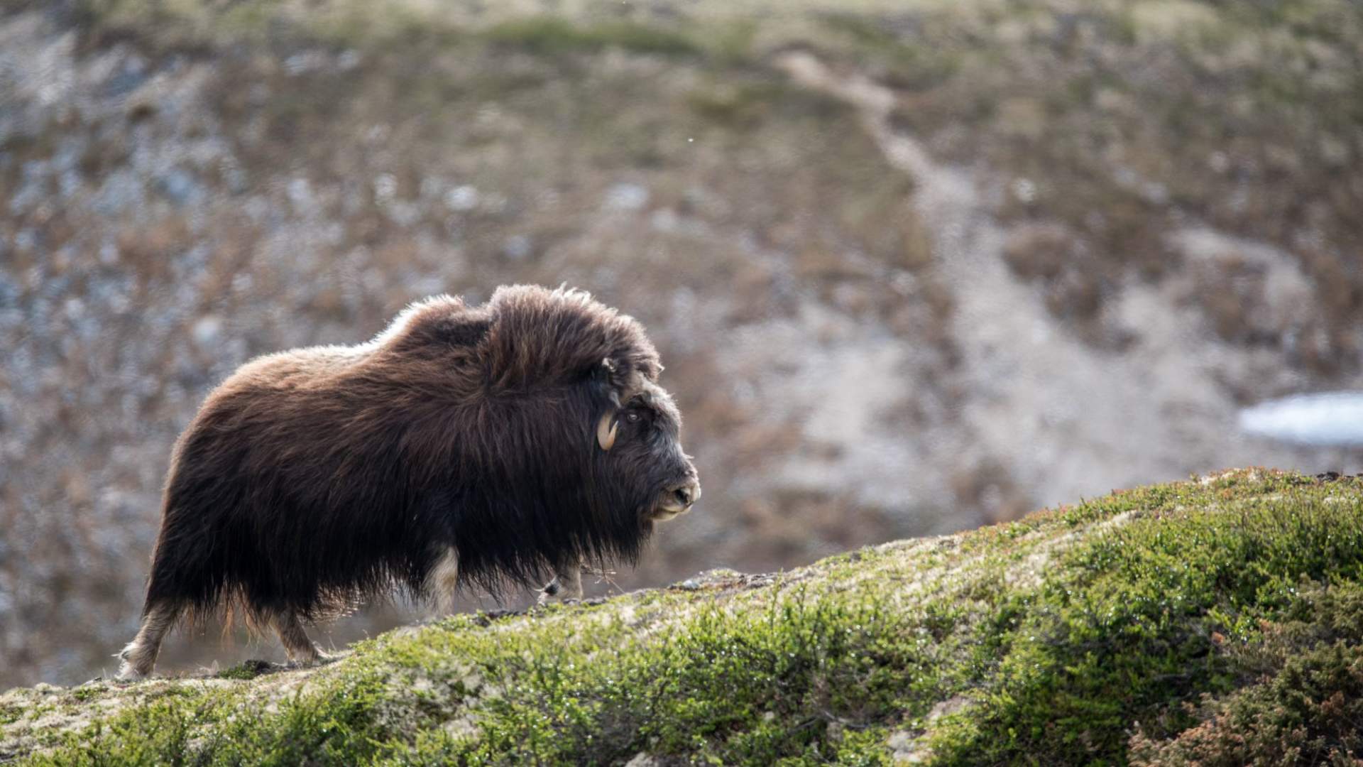 Musk Ox Safari Personal Tour, 2 days