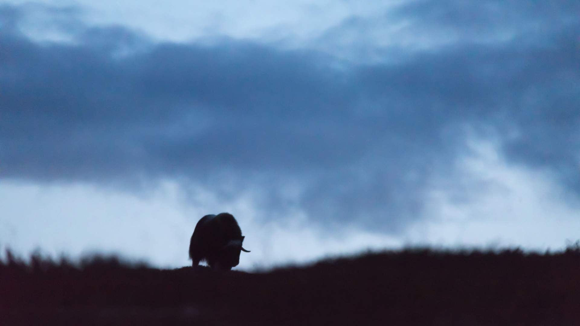 Musk Ox Safari Personal Tour, 2 days