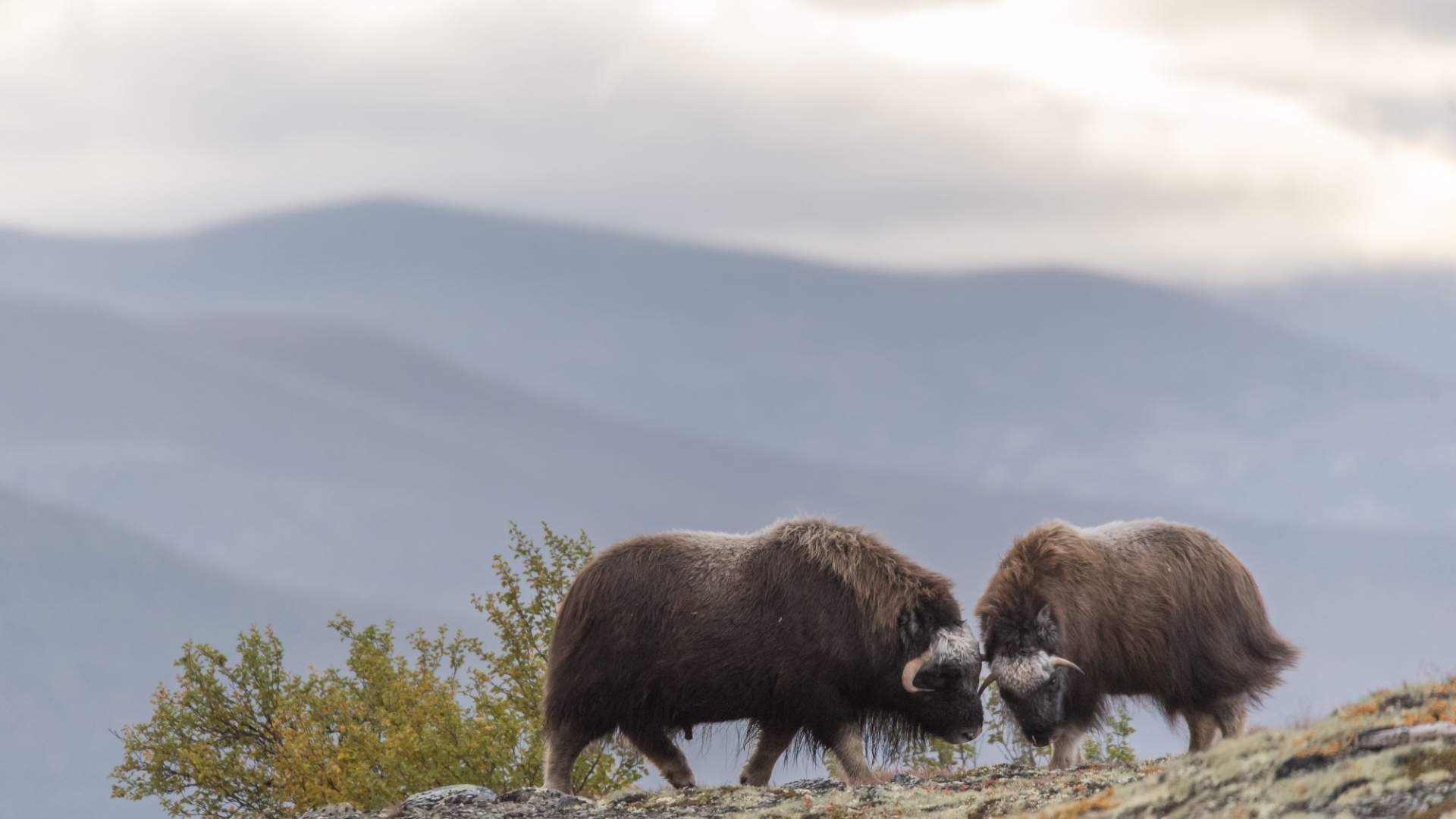 Musk Ox Safari Personal Tour, 2 days