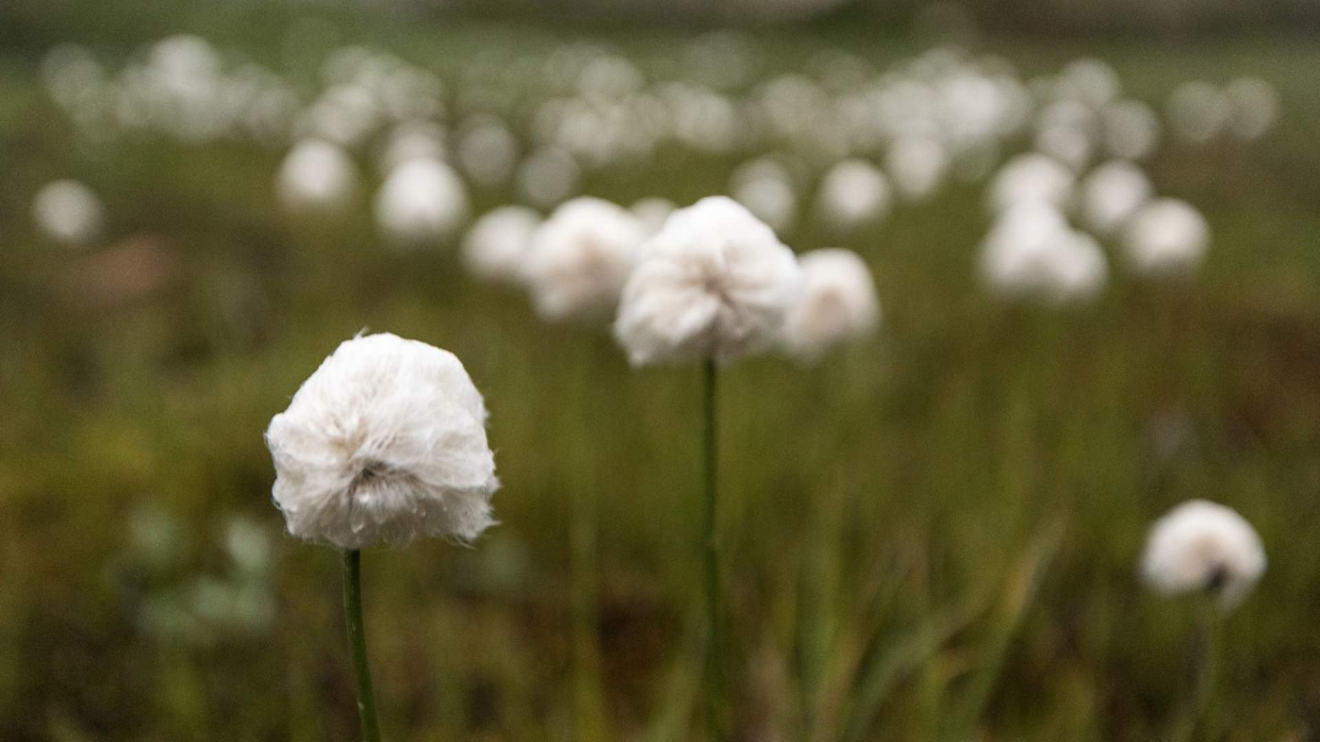 Musk Ox Safari Personal Tour, 2 days