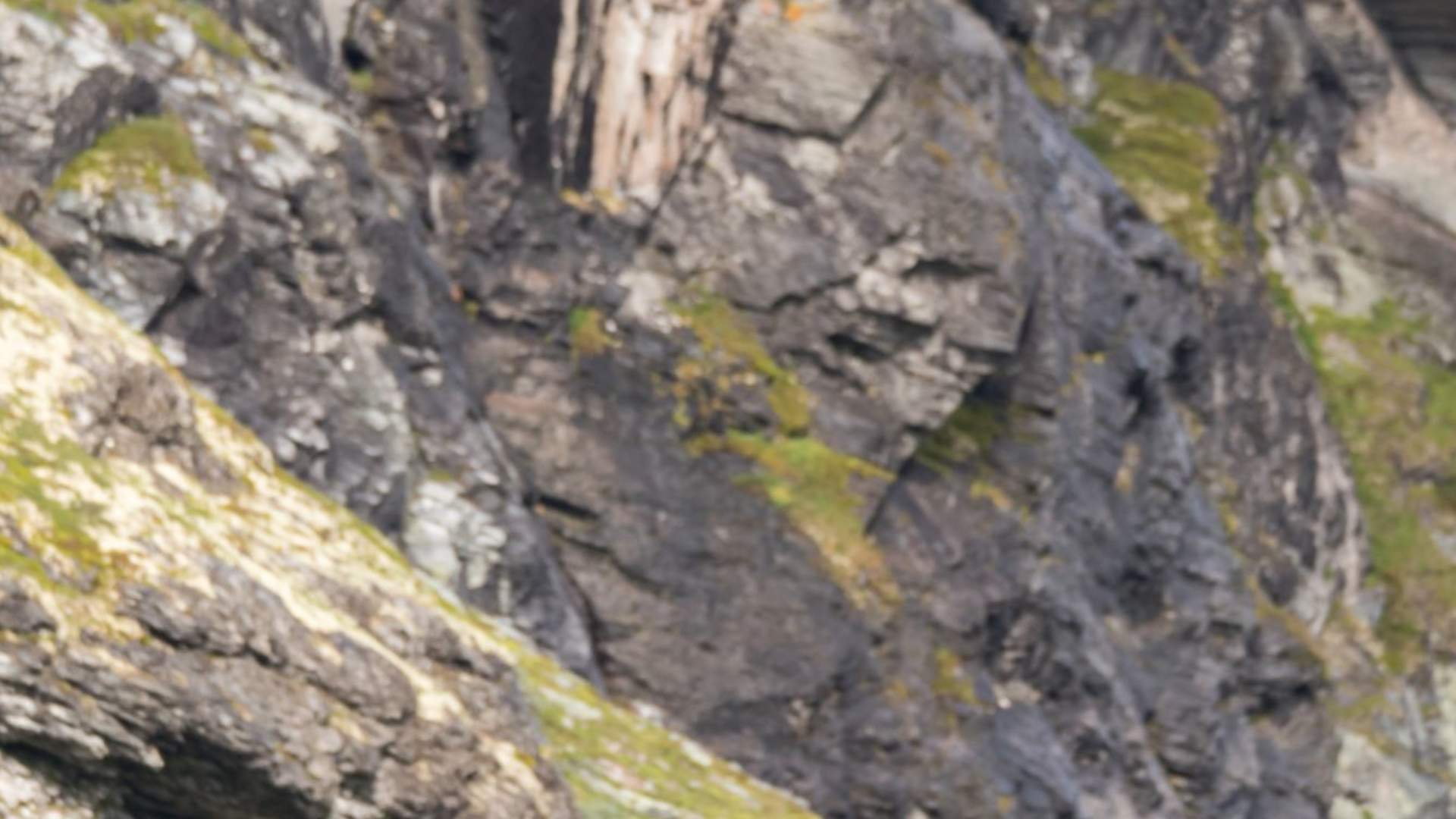 Musk Ox Safari Personal Tour, 2 days