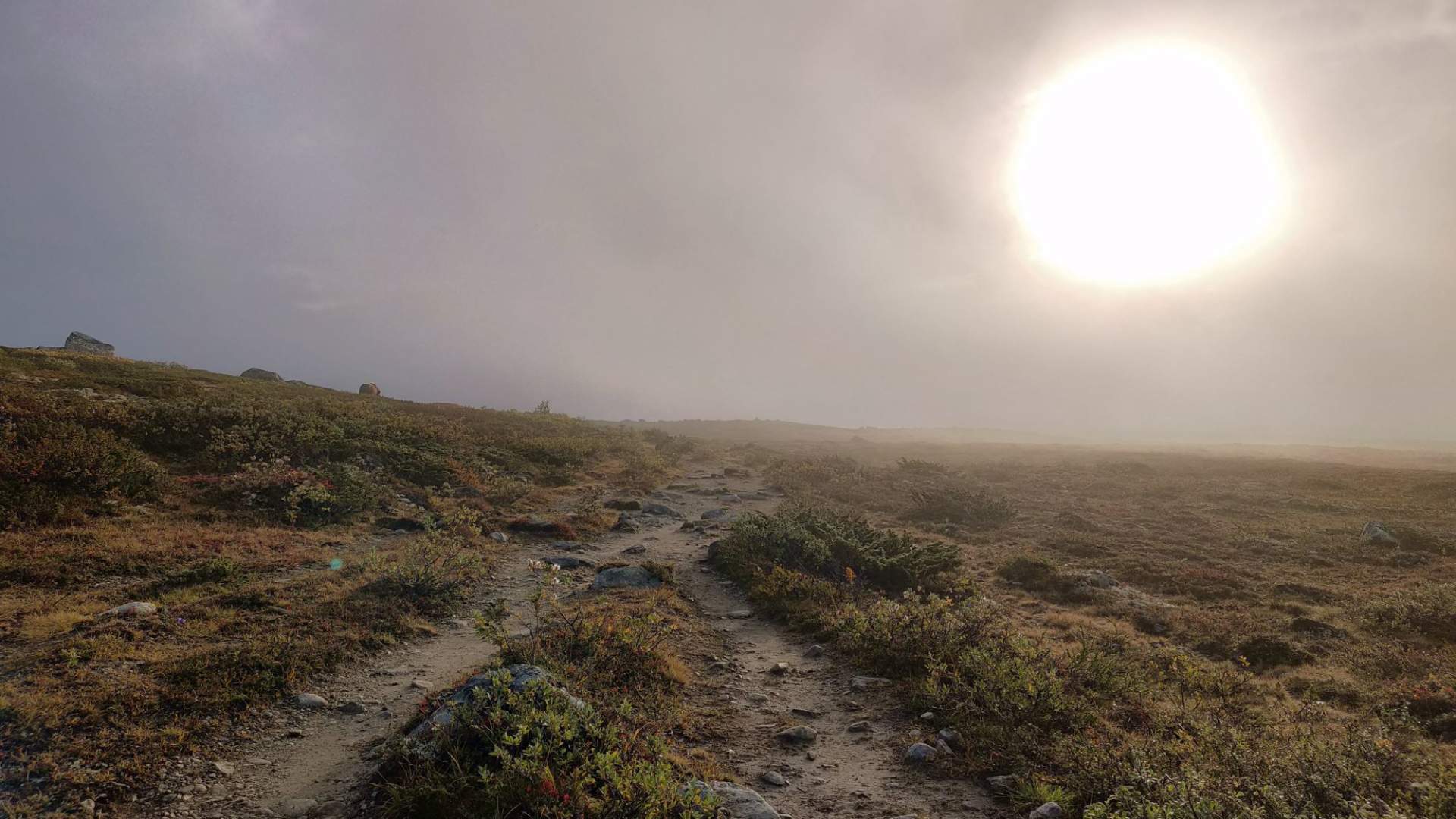Musk Ox Safari Personal Tour, 2 days