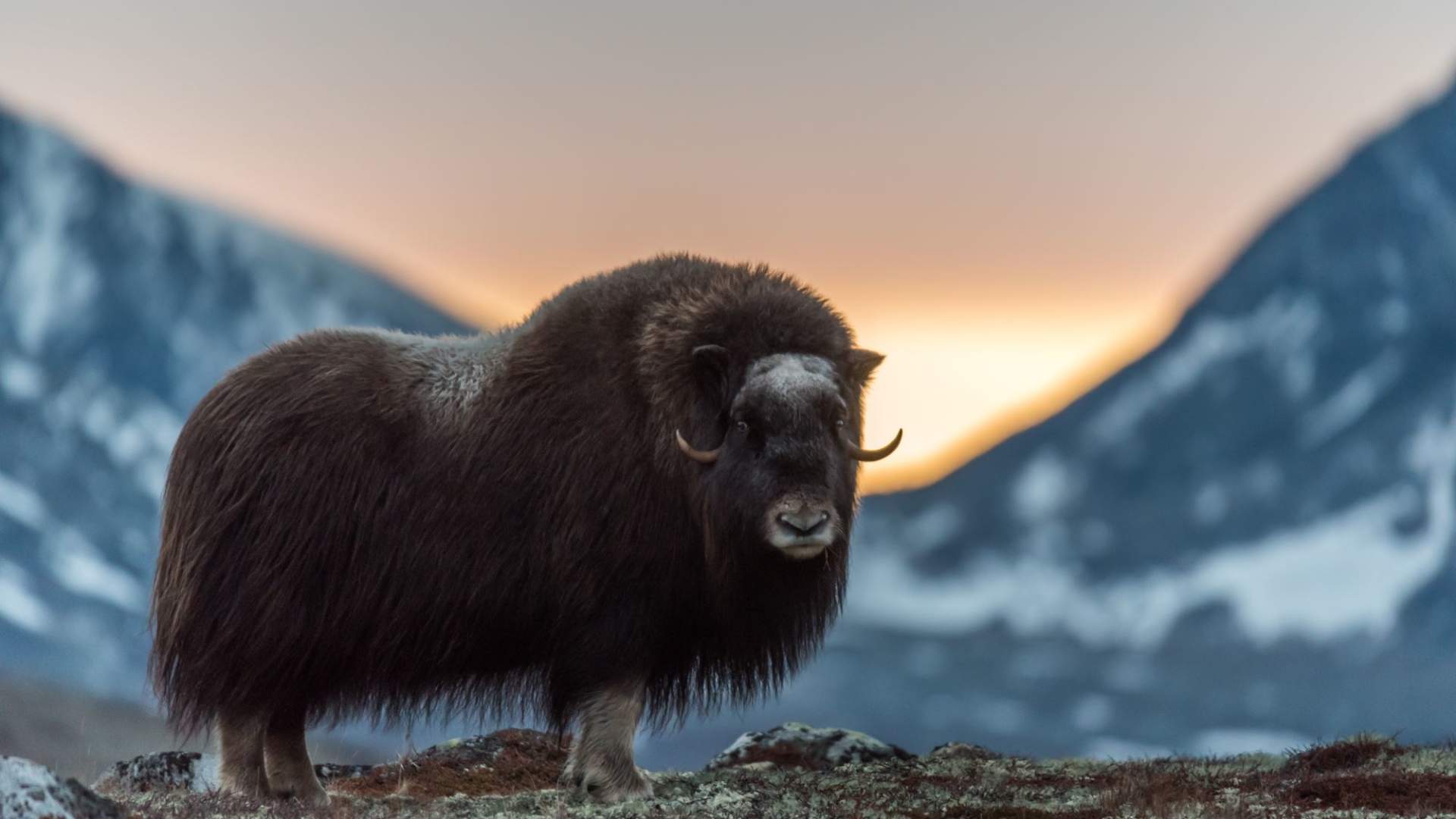 Musk Ox Safari Personal Tour, 2 days