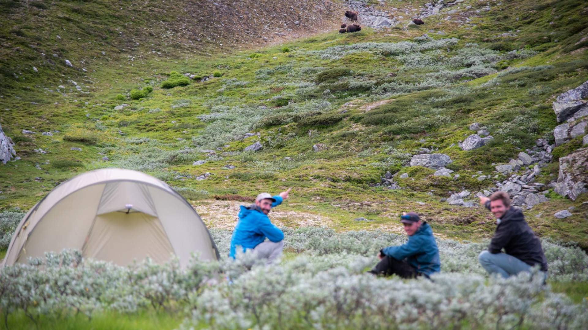 Musk Ox Safari Personal Tour, 2 days