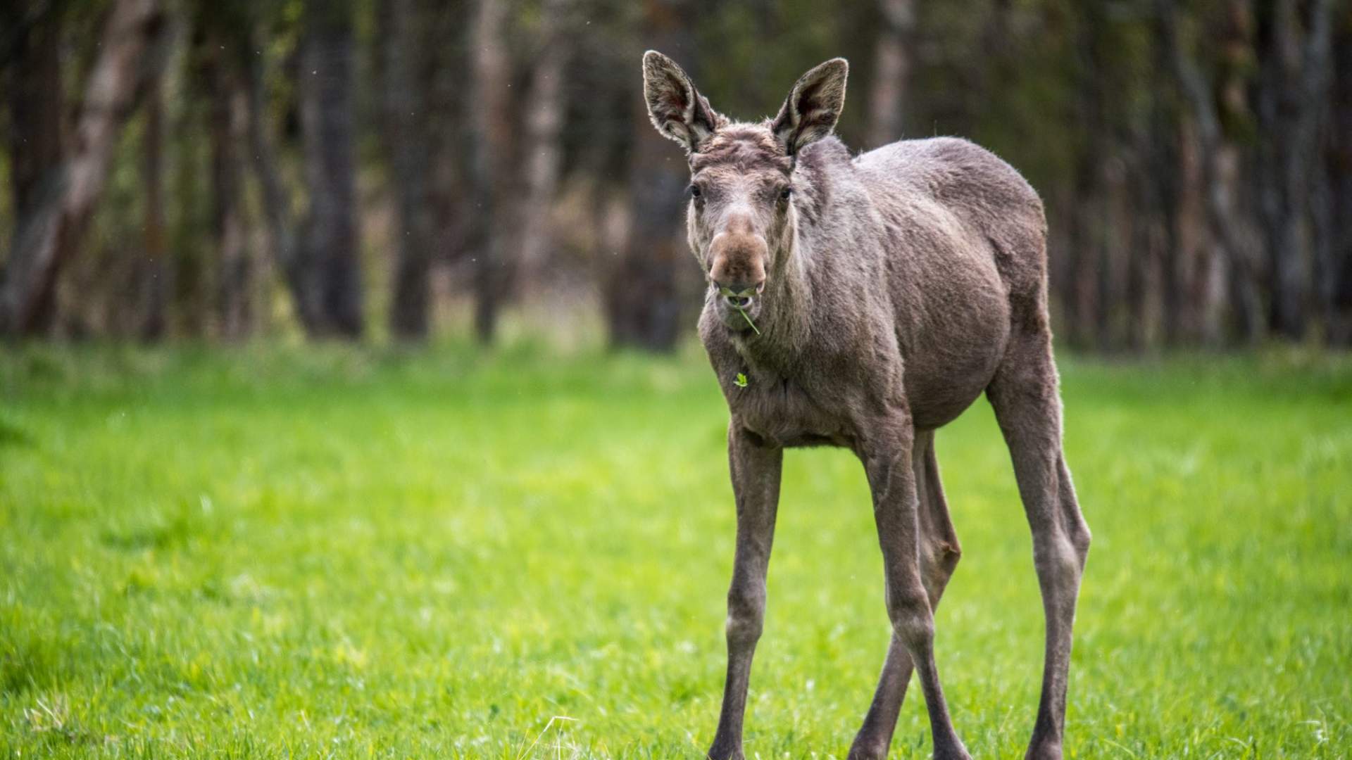 A one year old moose :)