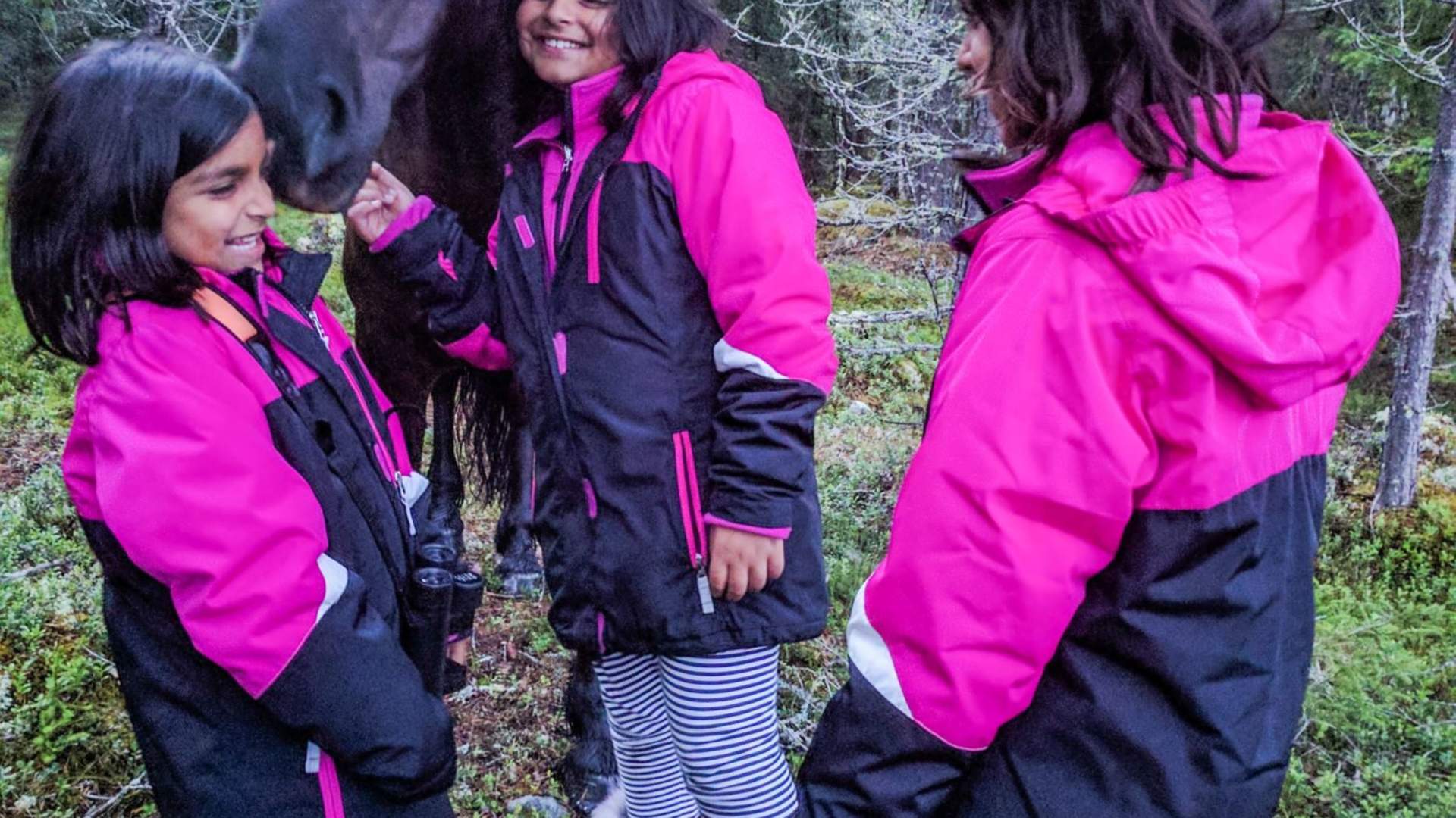 Elgsafari med personlig guide