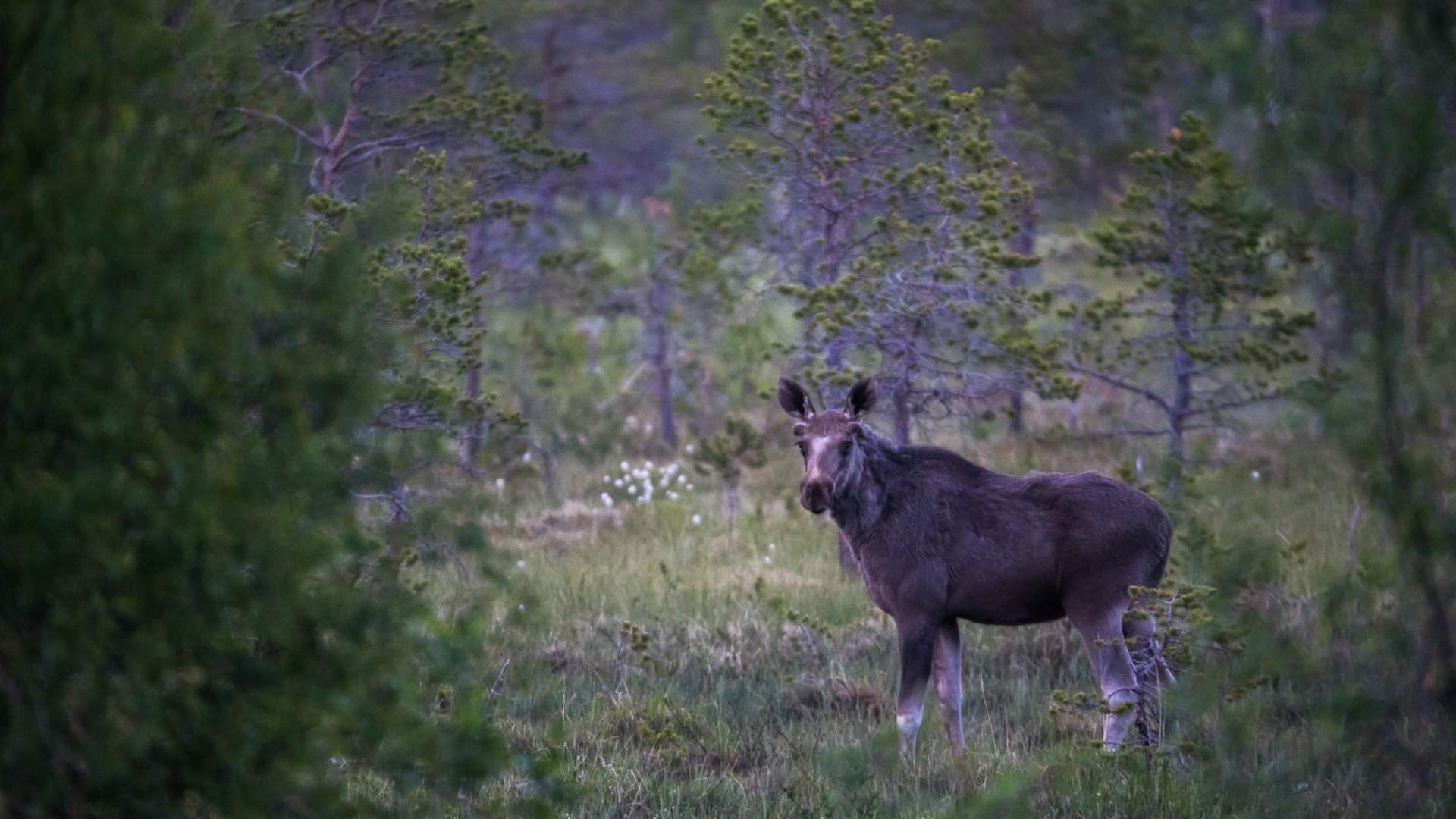 Elgsafari med personlig guide