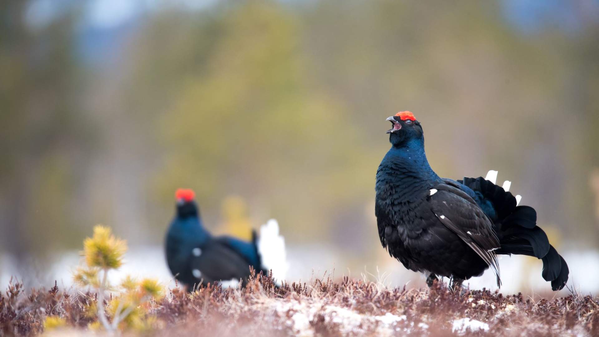 Black grouse pavarotti