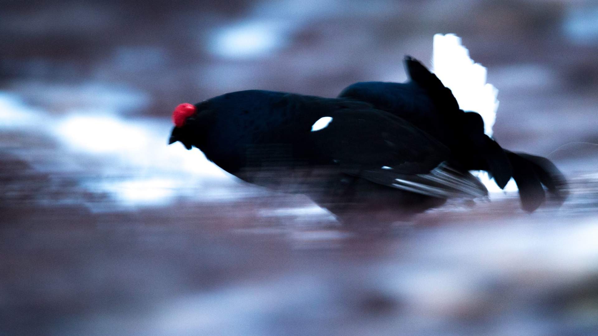 Panning