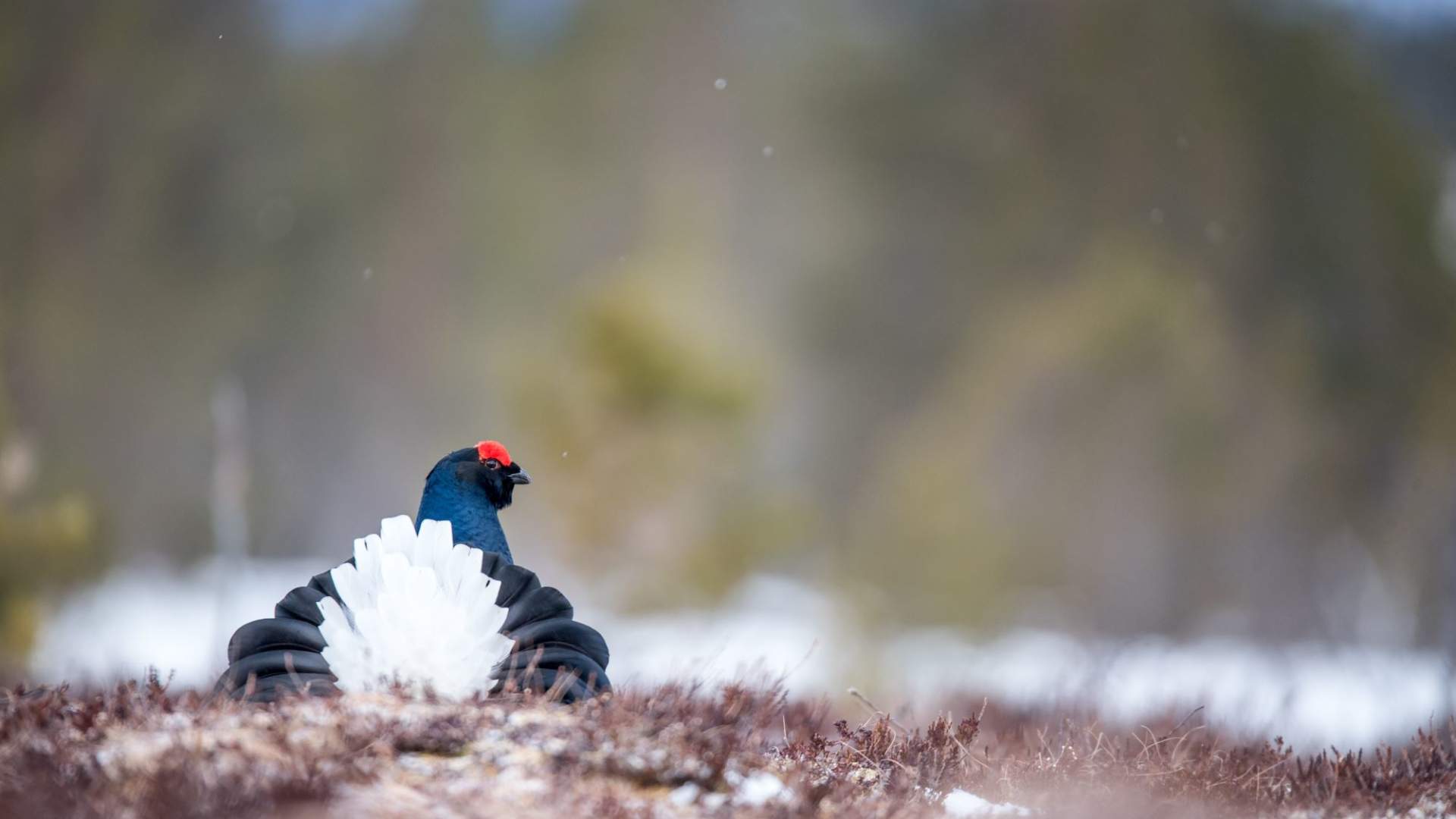 Snow in the air