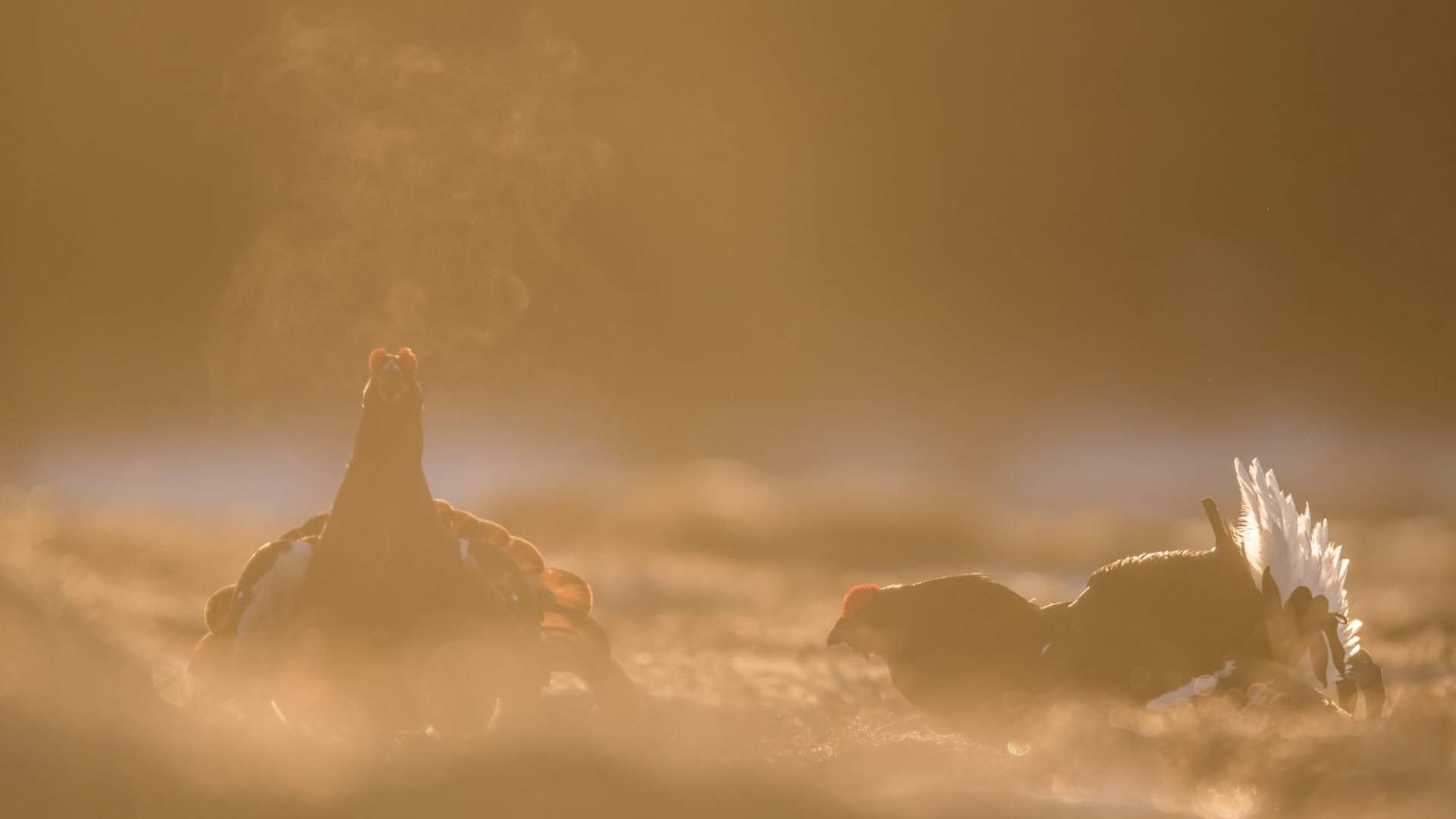 Black grouse display from photo hide