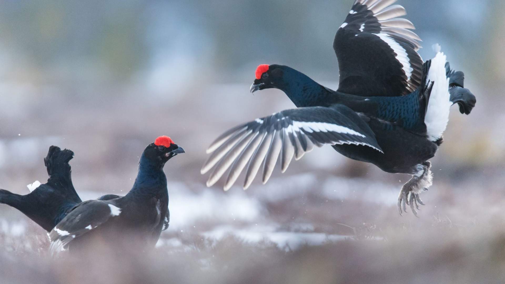 Black grouse display from photo hide