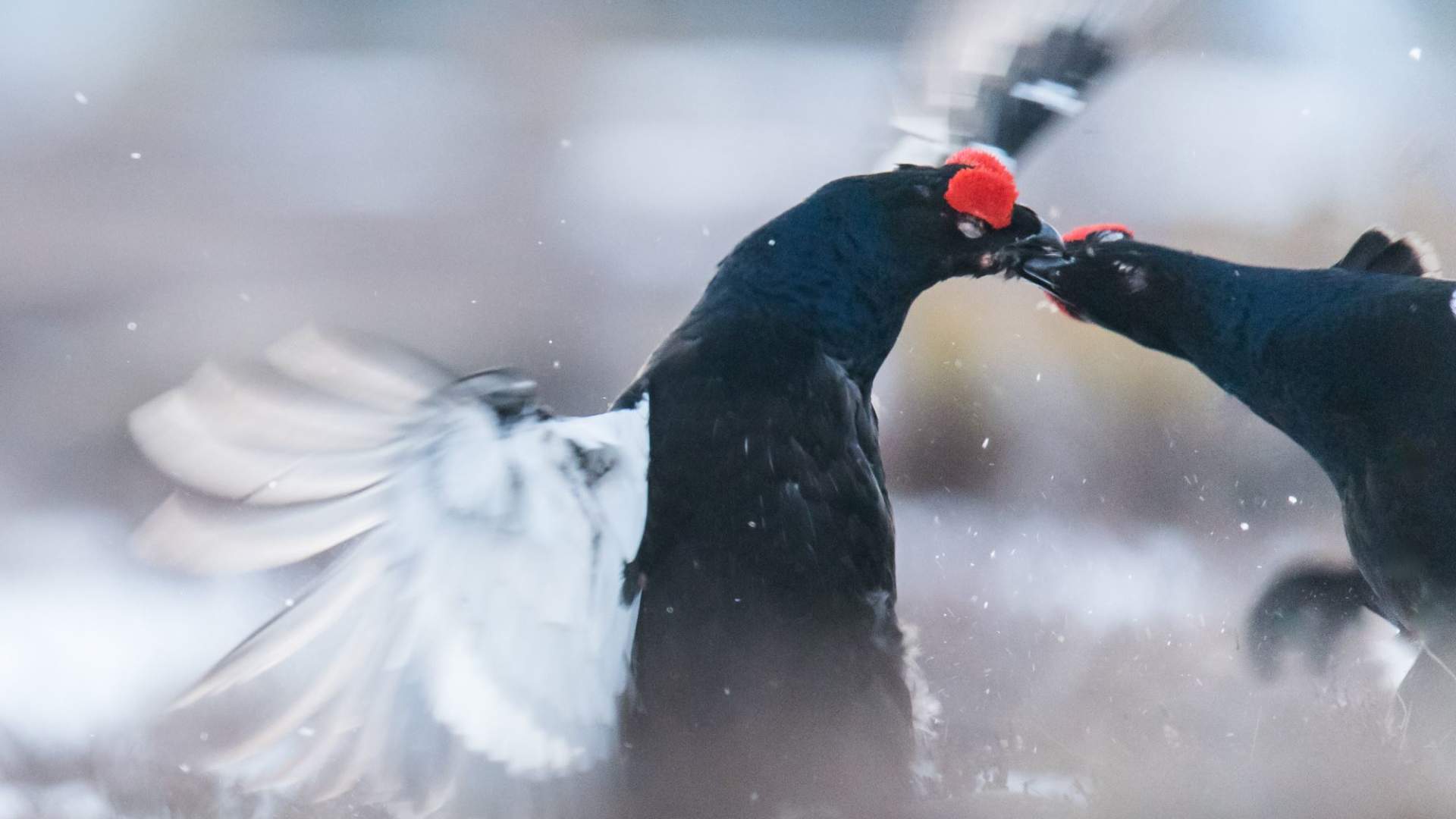 Black grouse display from photo hide