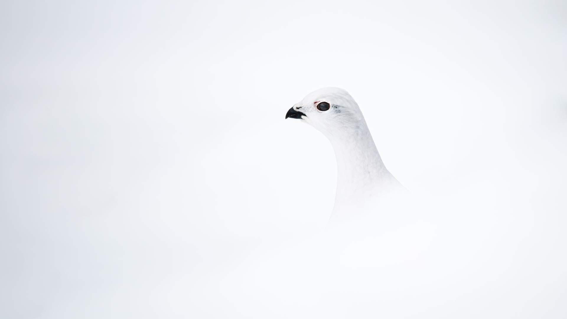 Fuglekikking med guide