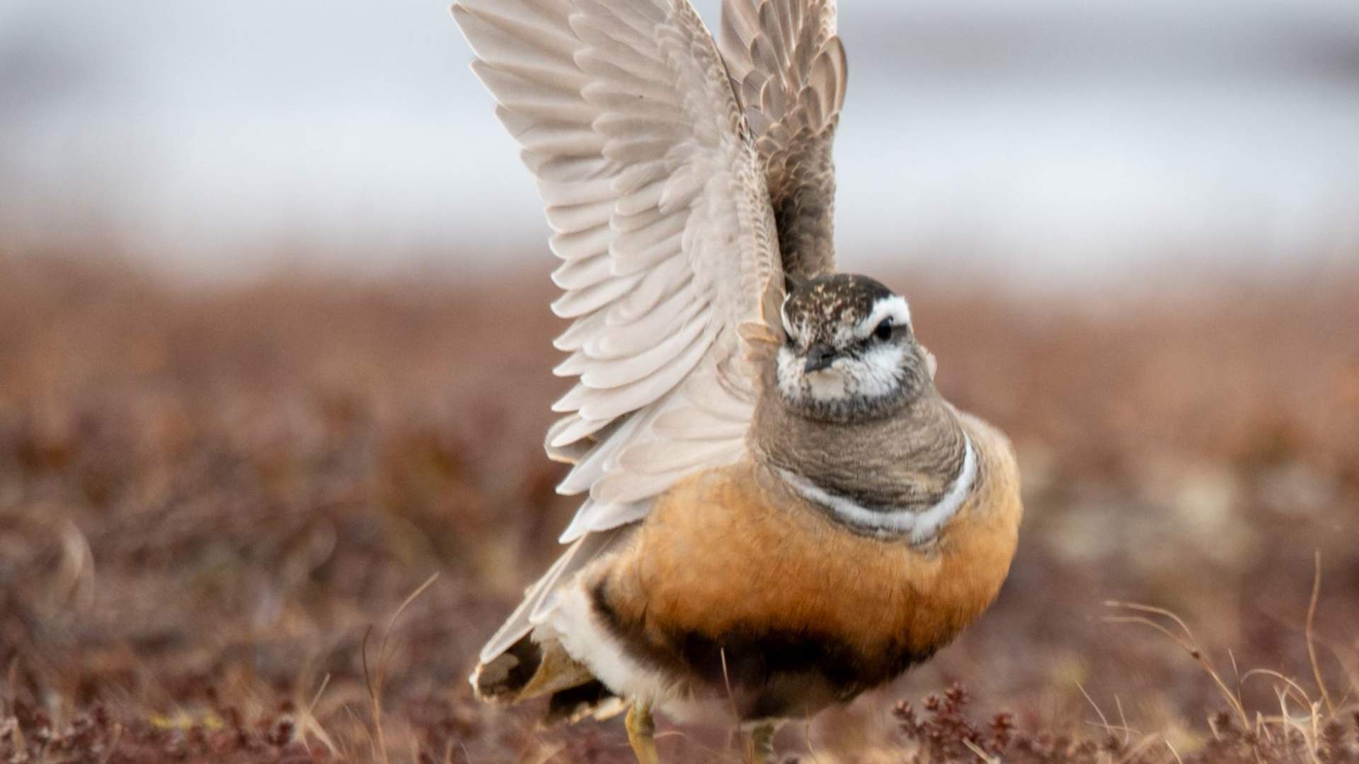 Fuglekikking med guide