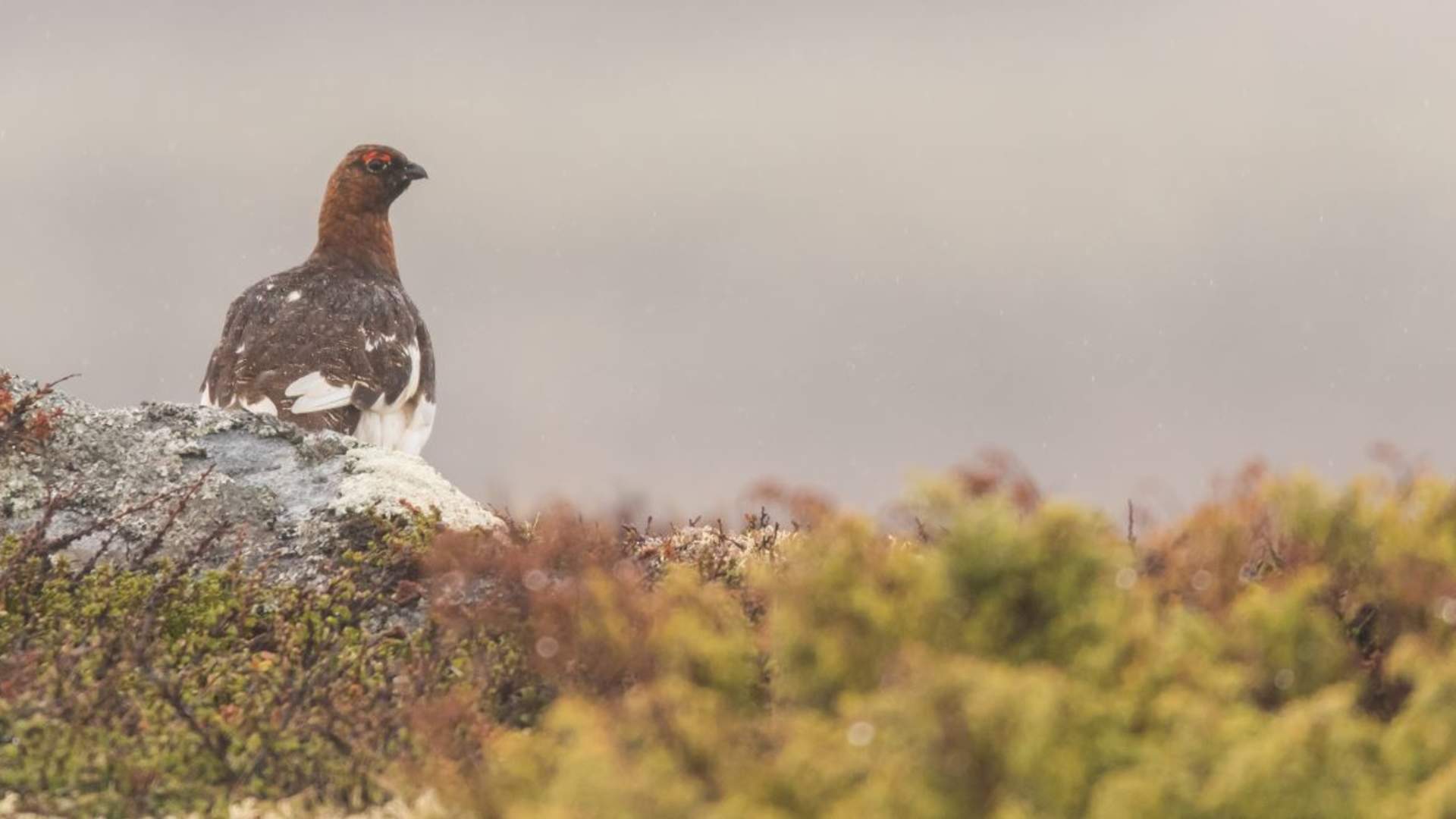 Fuglekikking med guide