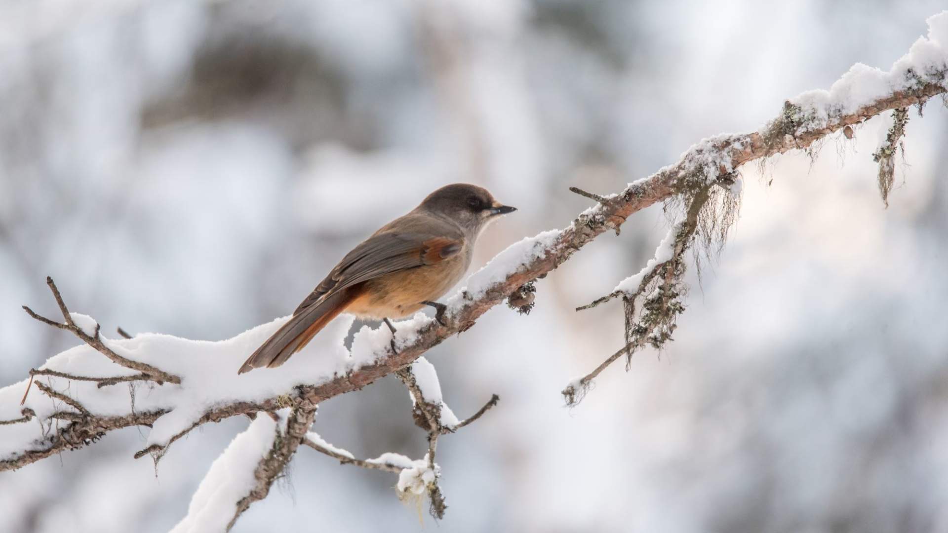 Fuglekikking med guide