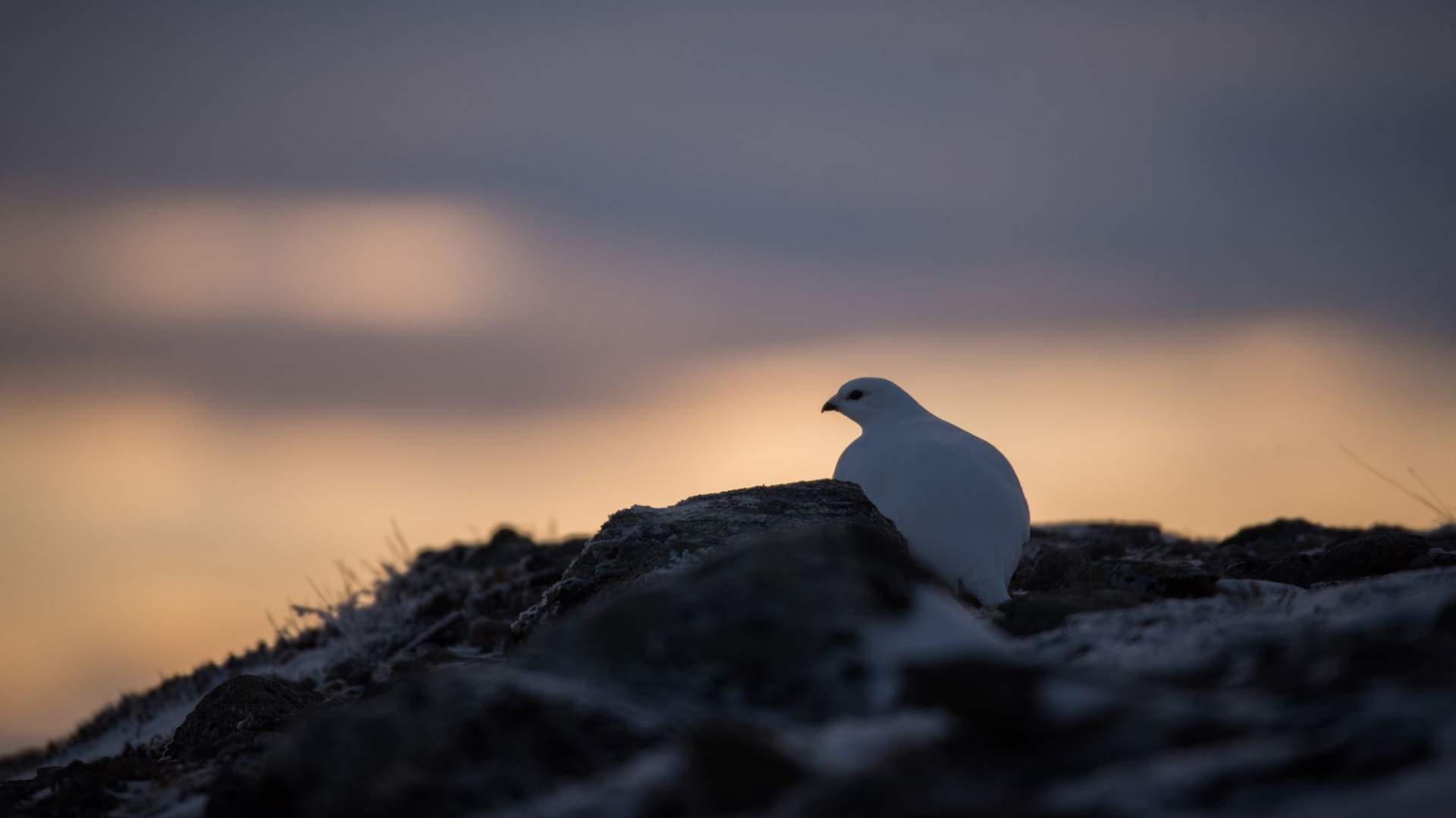 Fuglekikking med guide