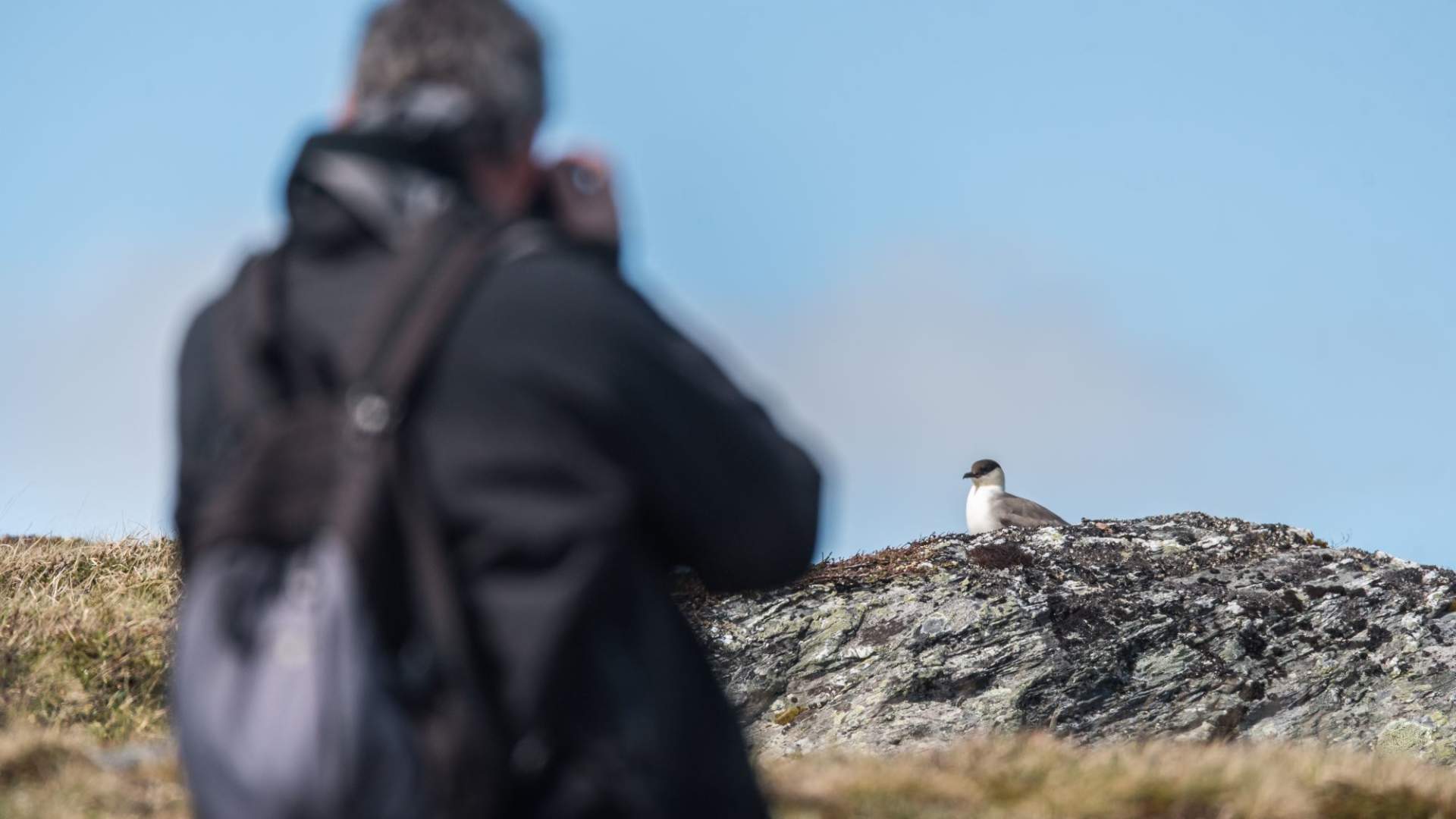 Fuglekikking med guide