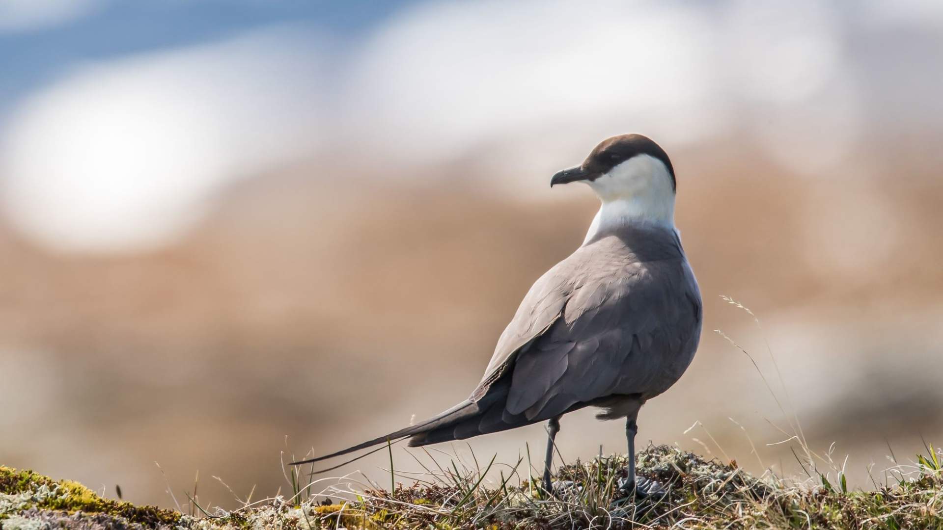 Fuglekikking med guide