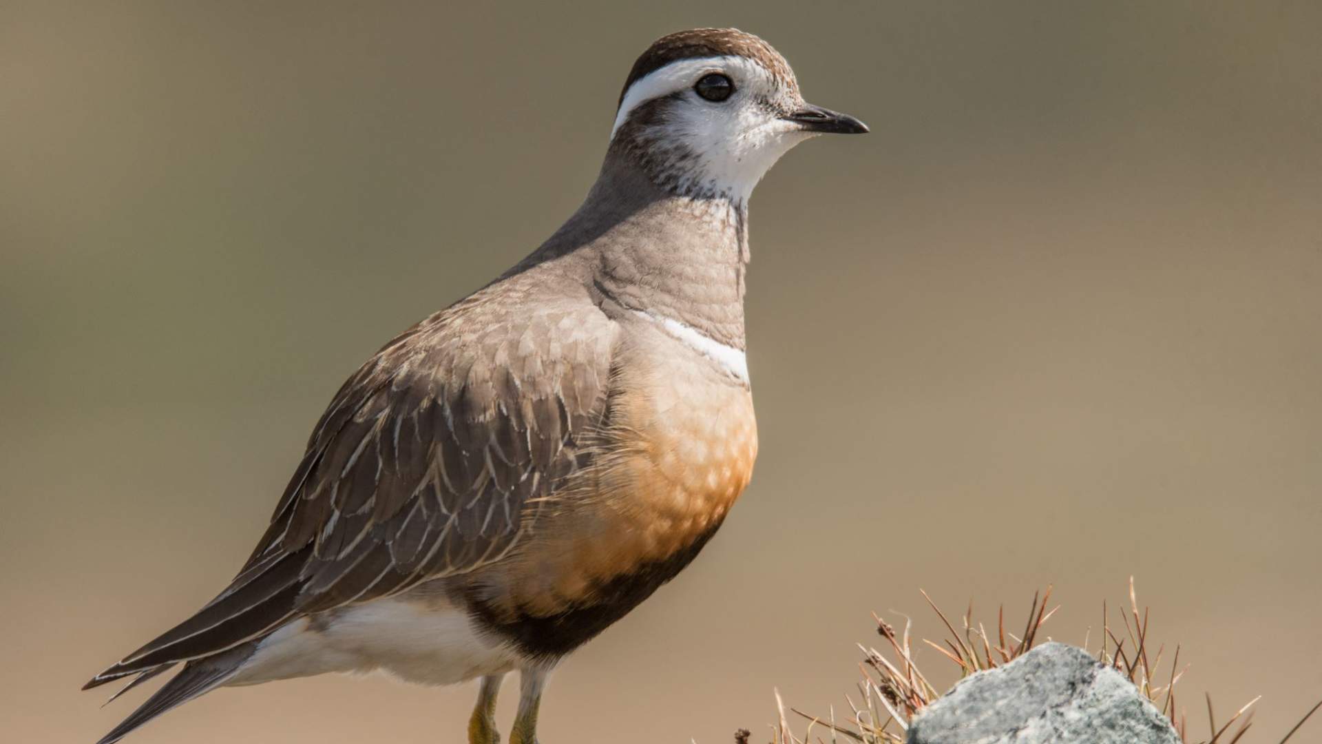 Fuglekikking med guide