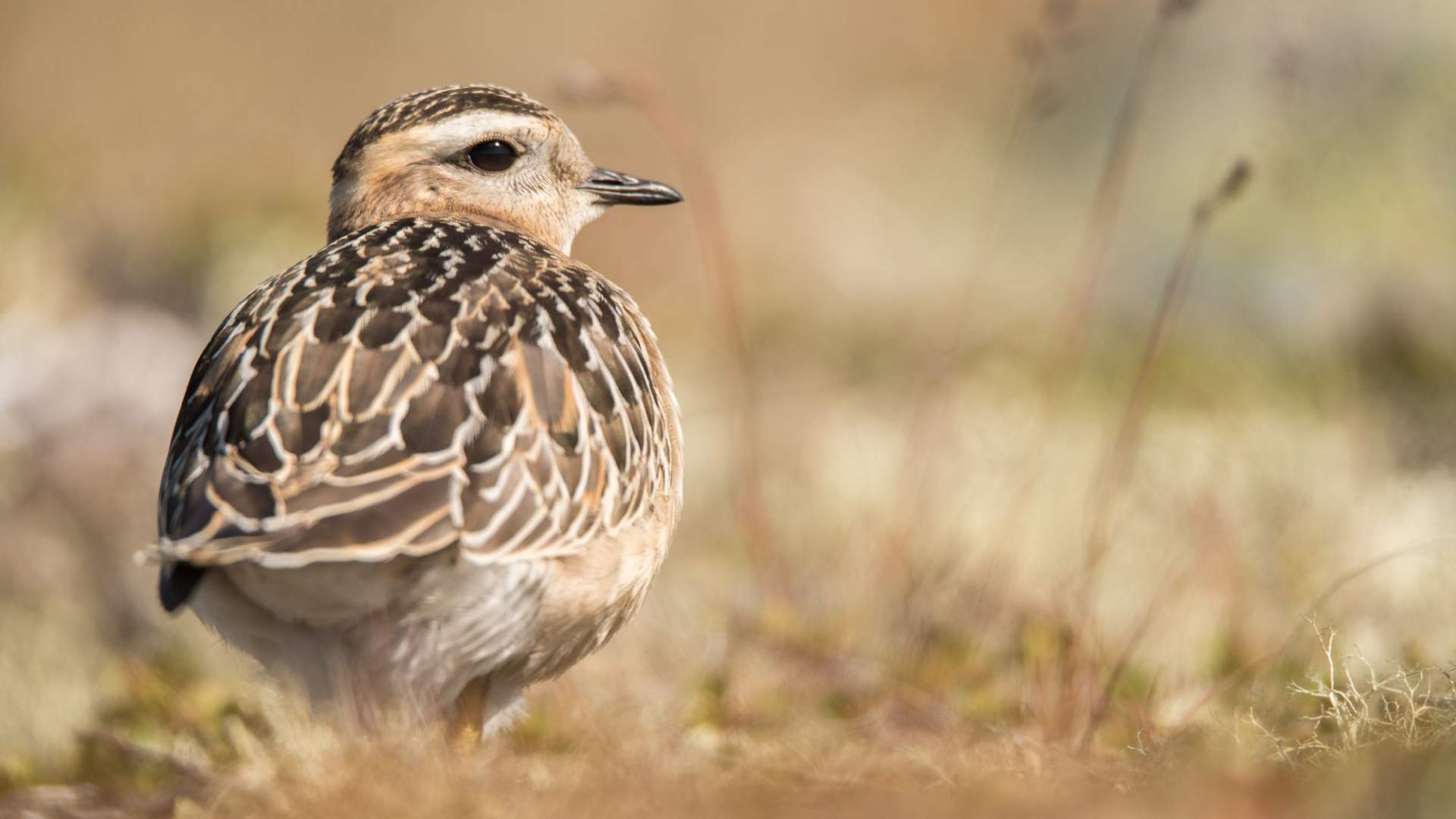 Fuglekikking med guide