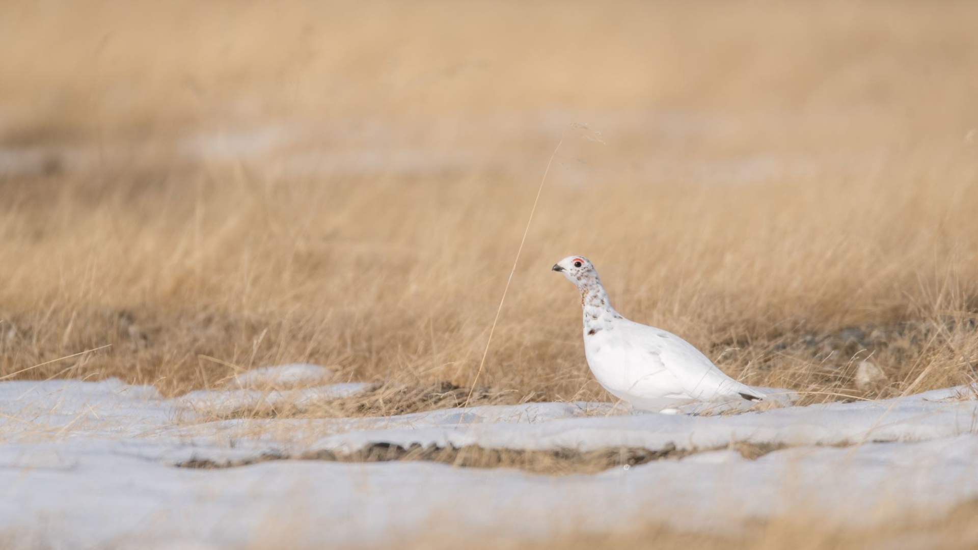 Fuglekikking med guide
