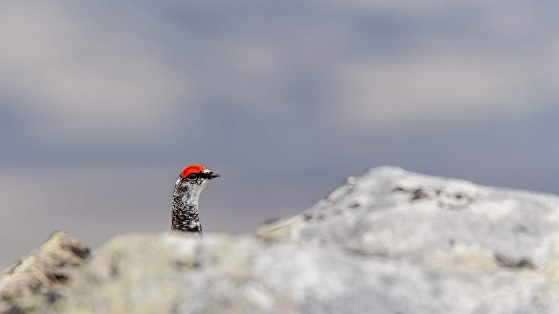 Fuglekikking med guide