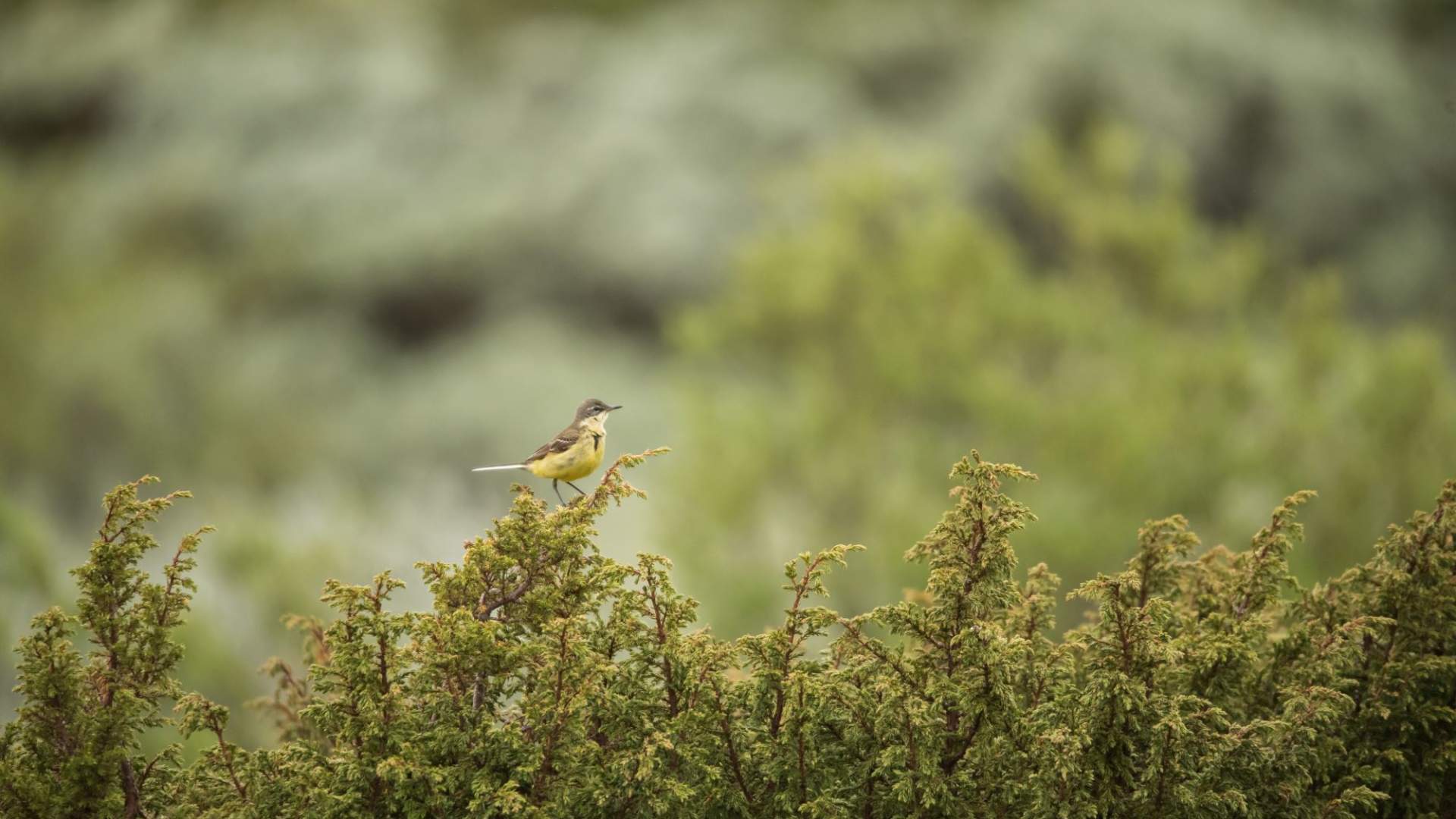Fuglekikking med guide