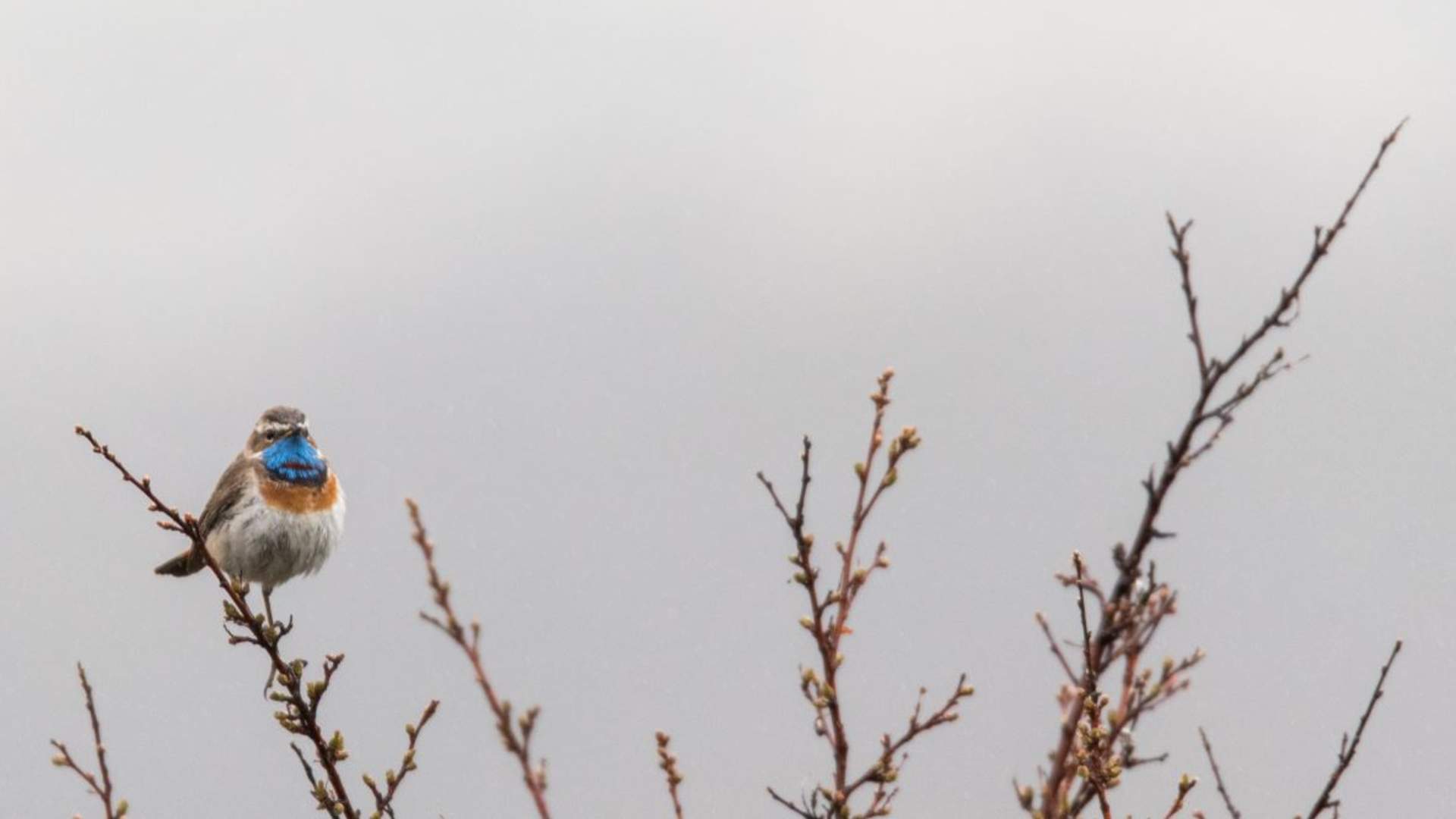 Fuglekikking med guide