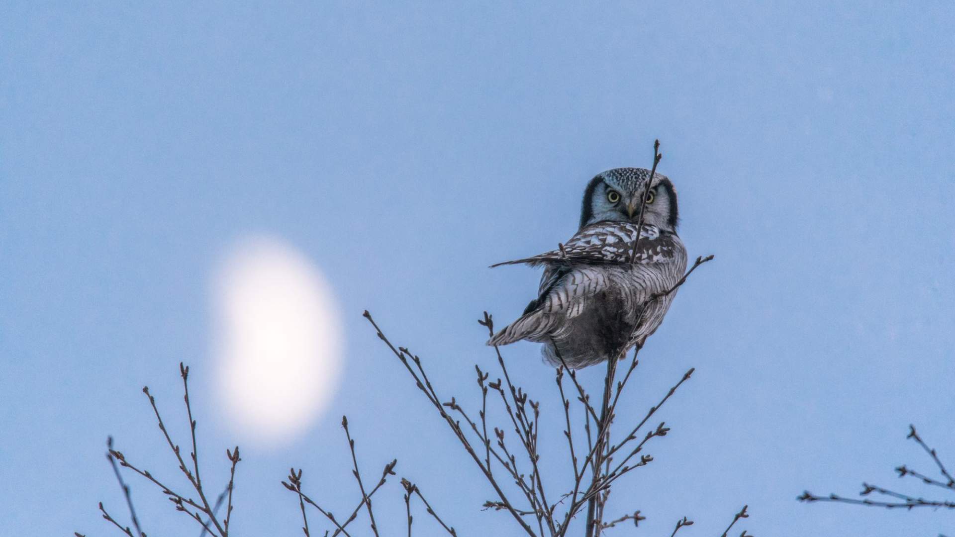 Fuglekikking med guide