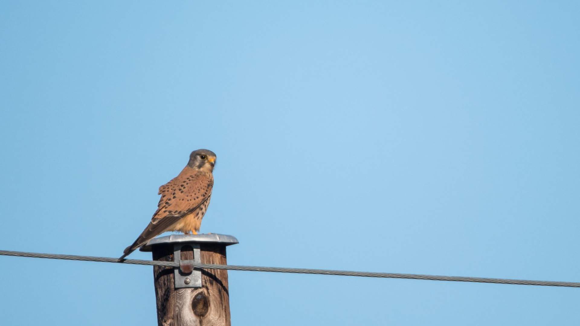 Fuglekikking med guide