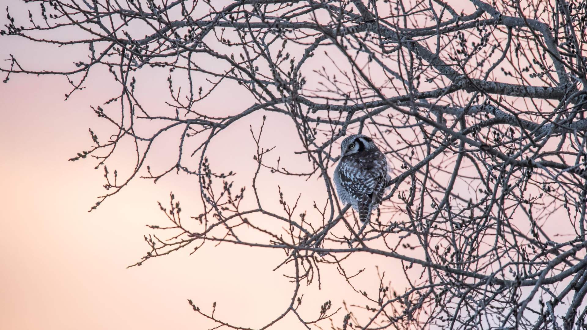 Fuglekikking med guide